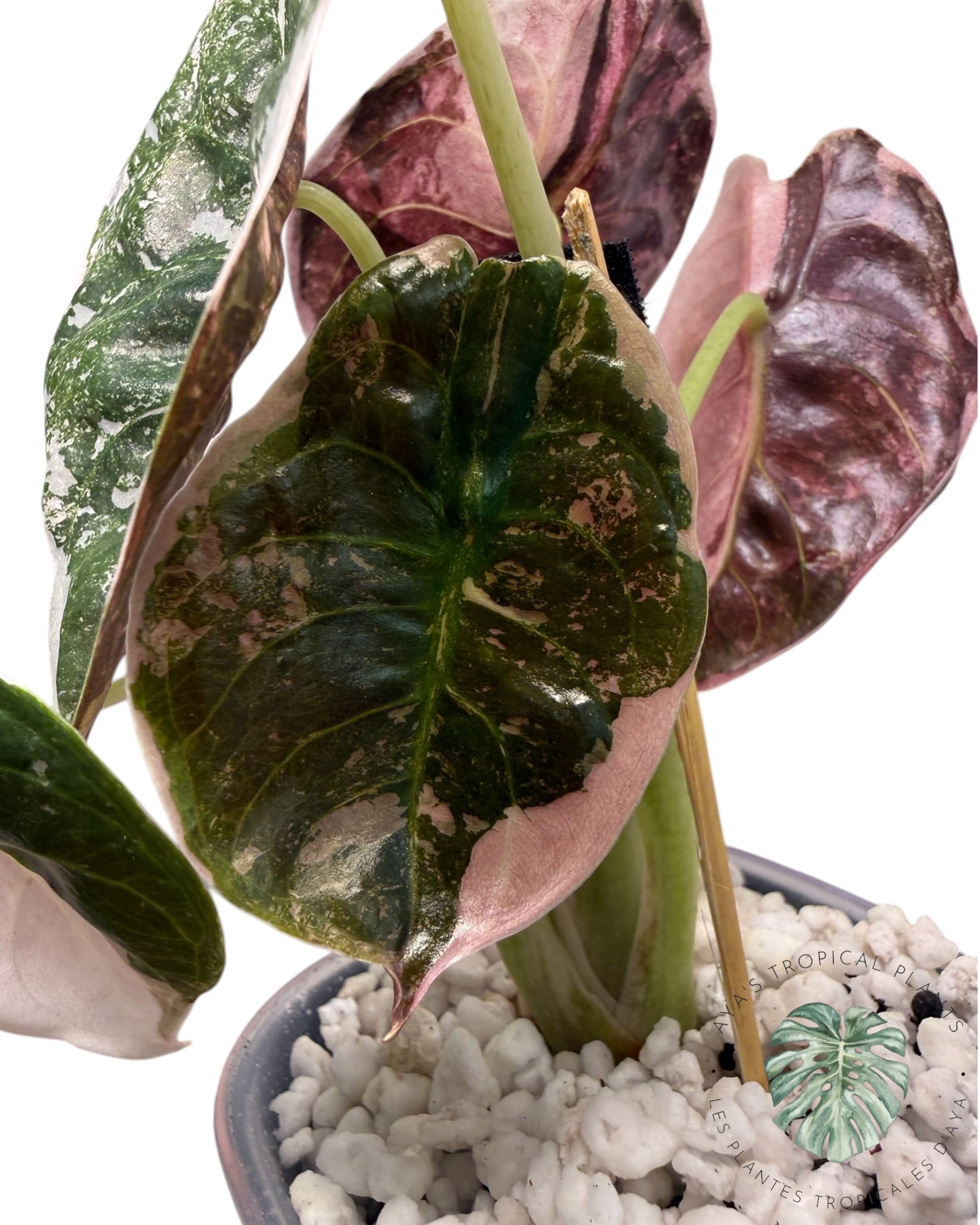 Alocasia Cuprea Pink Albo Variegated