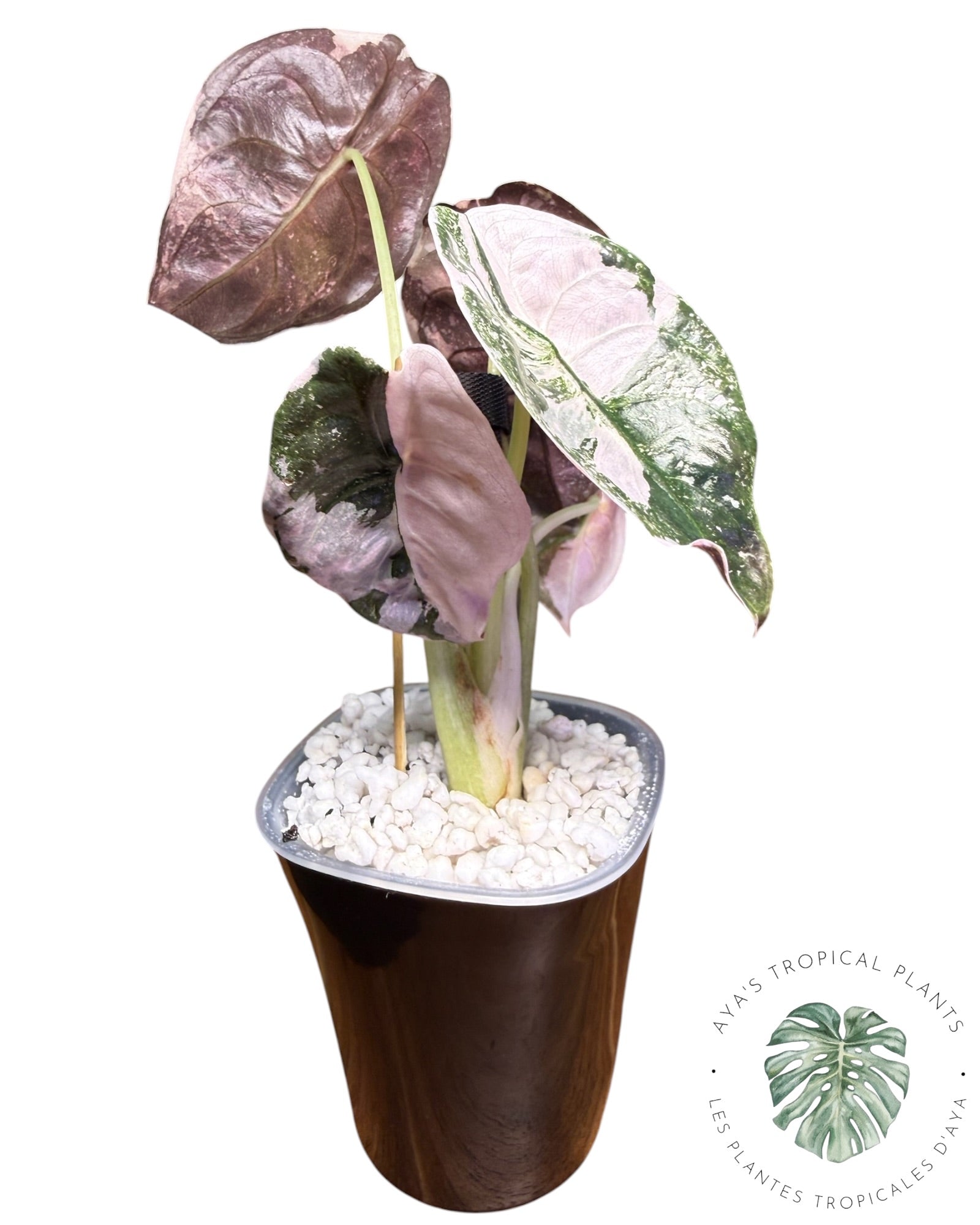 Alocasia Cuprea Pink Albo Variegated