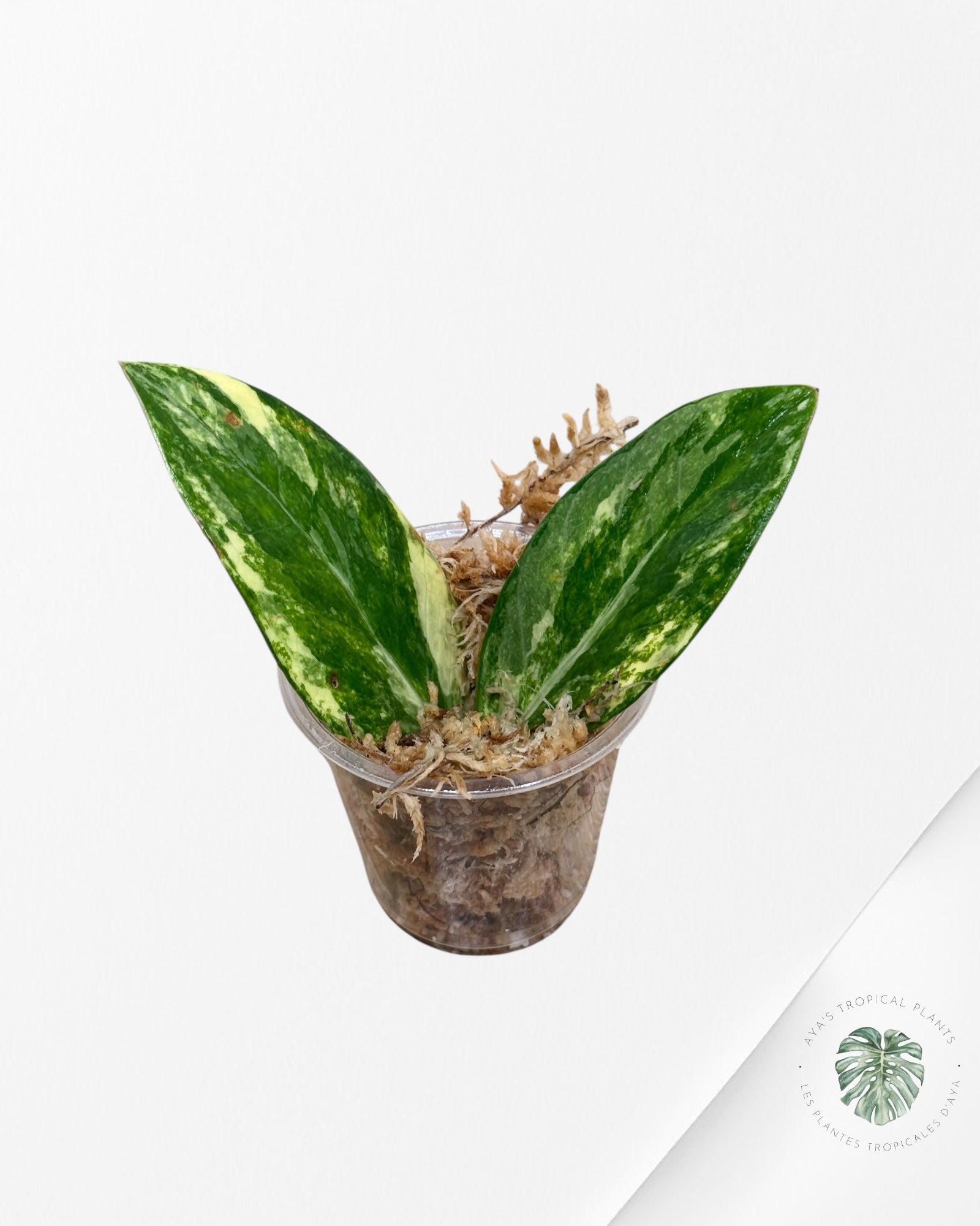 Zamioculcas Zamiifolia ZZ Variegated - DI1