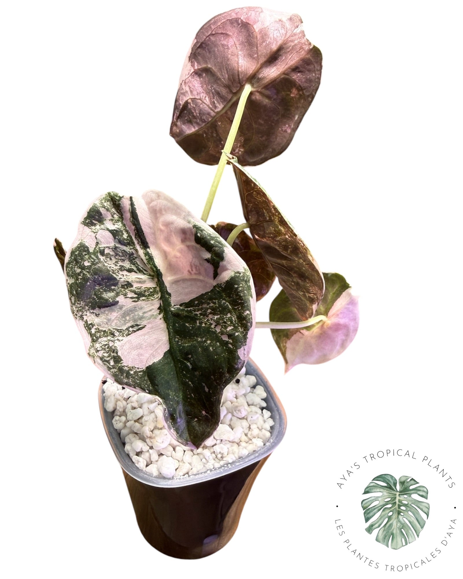 Alocasia Cuprea Pink Albo Variegated