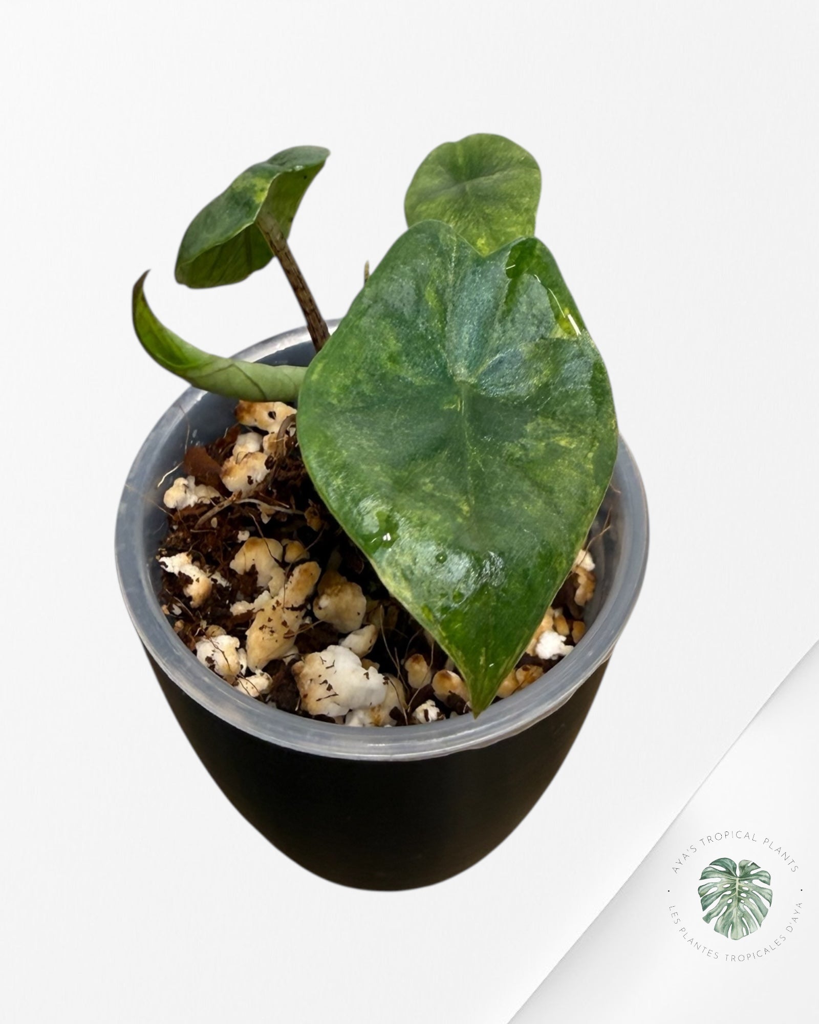 Alocasia Heterophylla Metallic  Blue Variegated