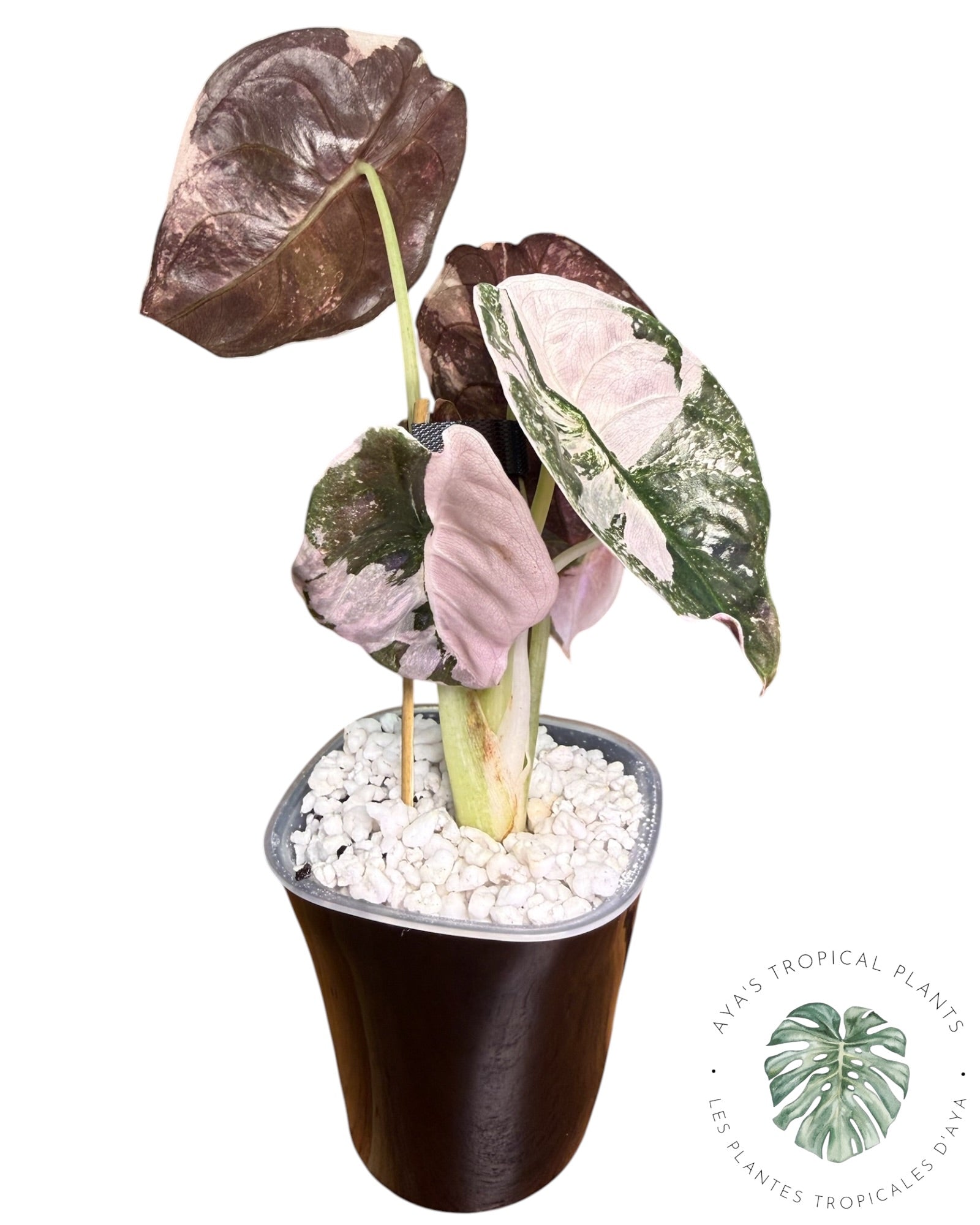 Alocasia Cuprea Pink Albo Variegated