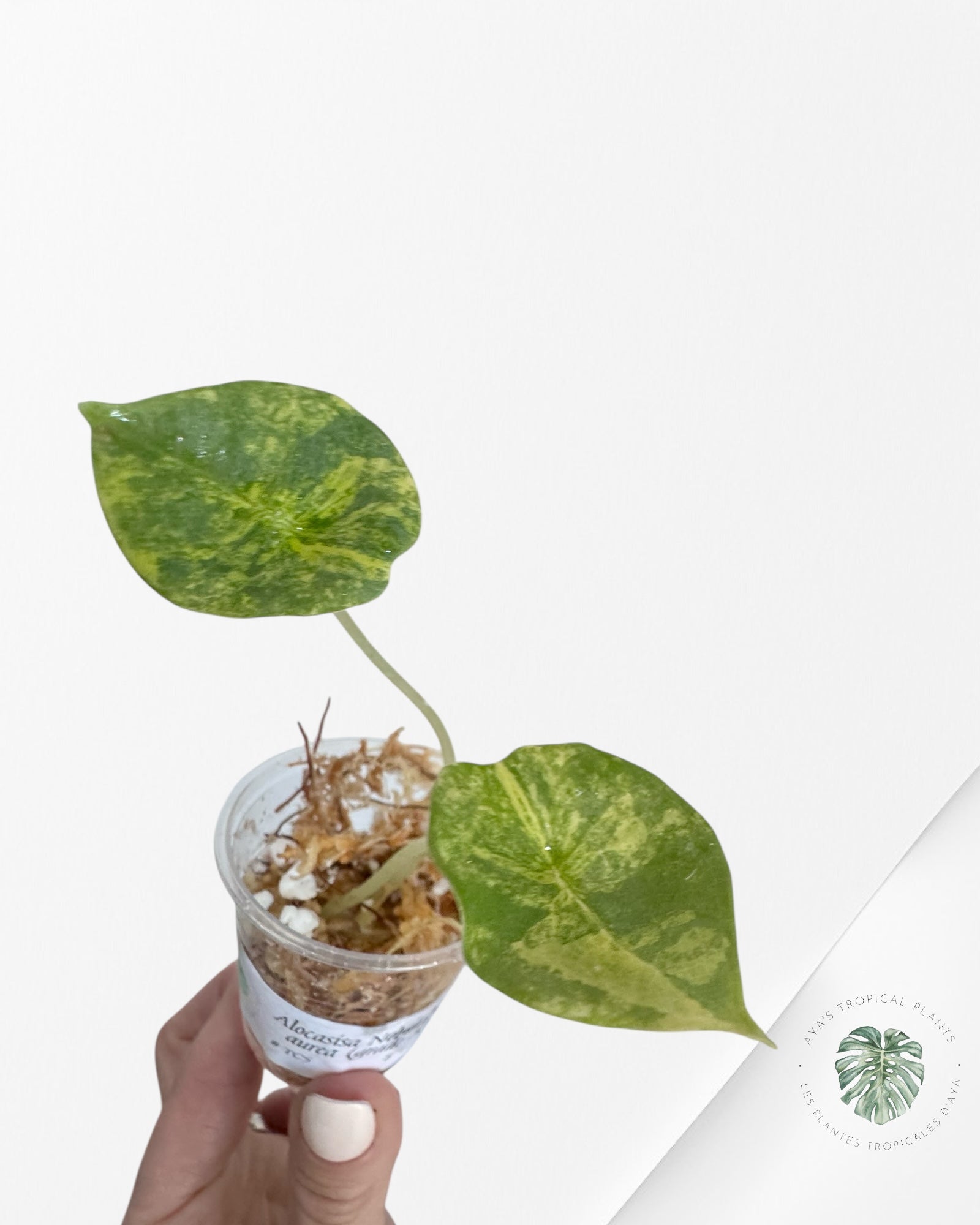 Alocasia Nebula Variegated Aurea (Grade A) - TC5