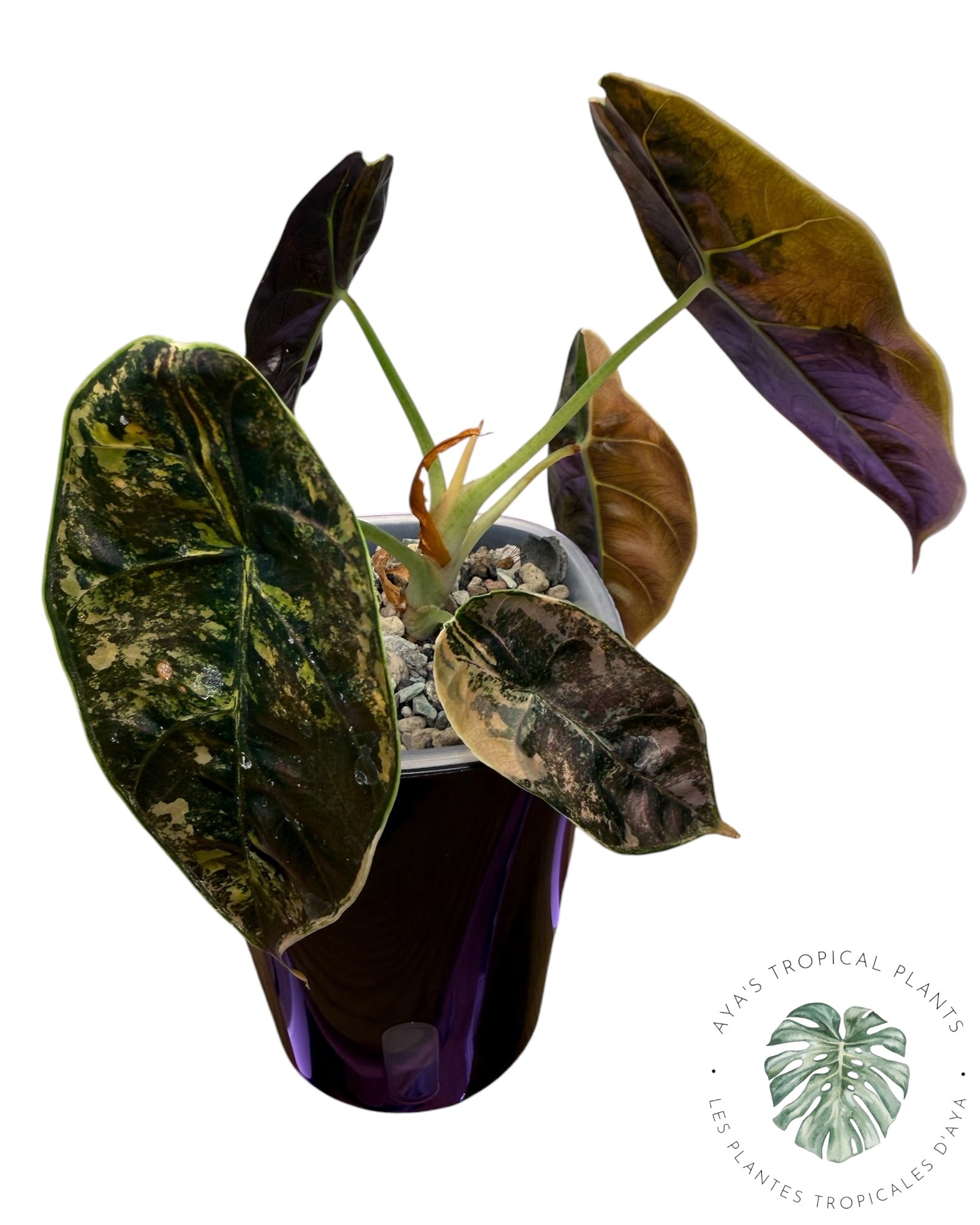 Alocasia Azlanii Gold / Aurea