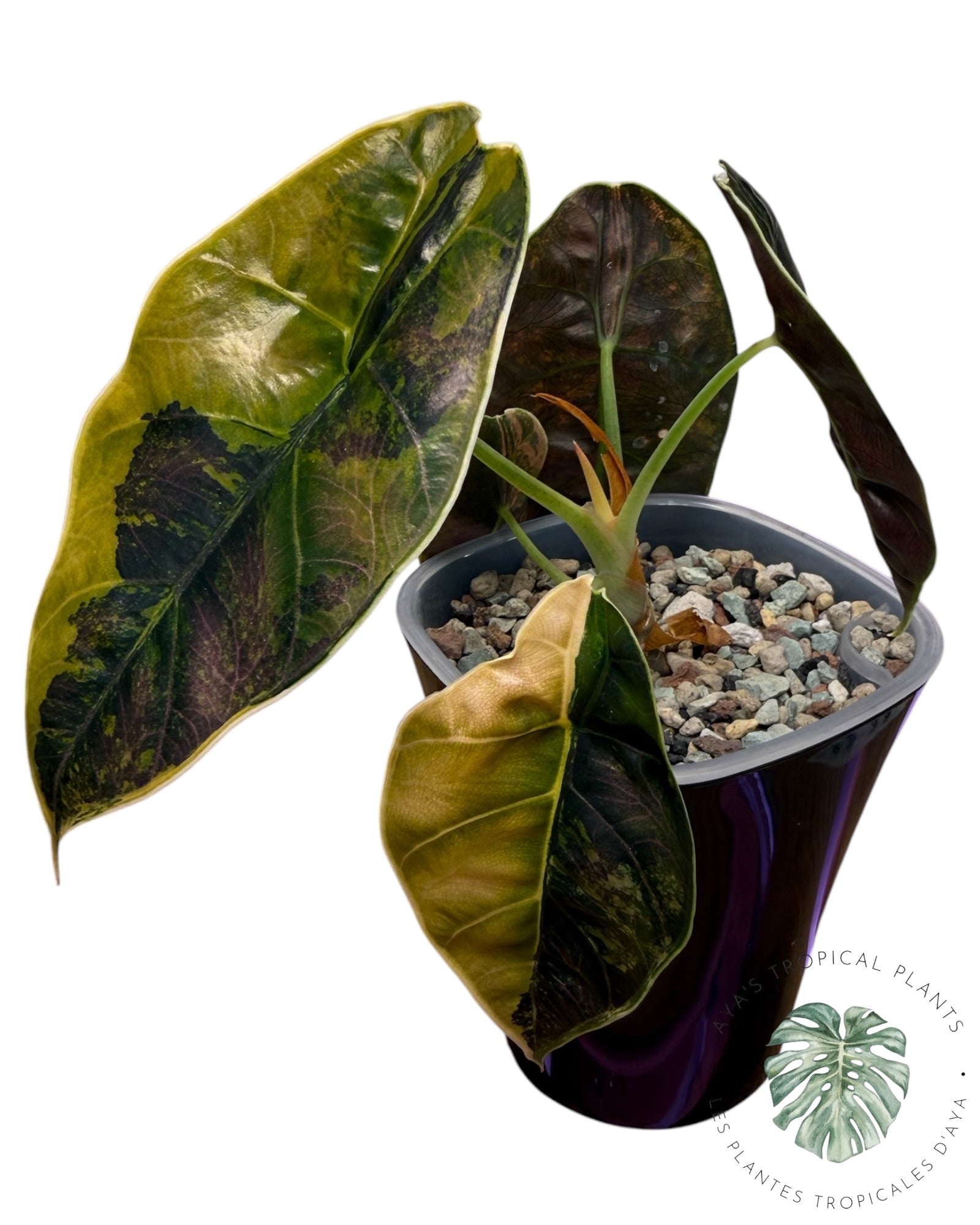 Alocasia Azlanii Gold / Aurea