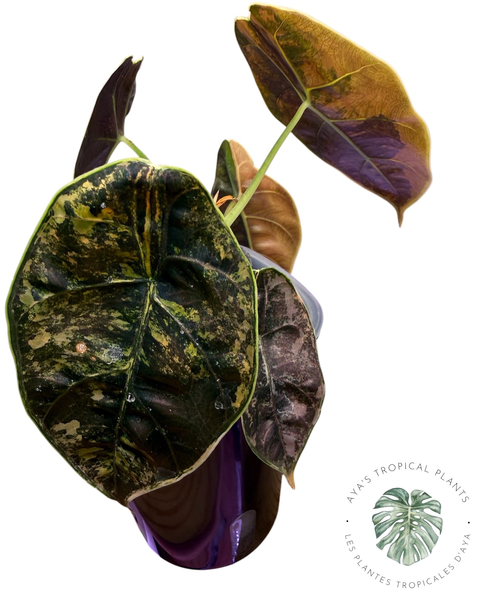 Alocasia Azlanii Gold / Aurea