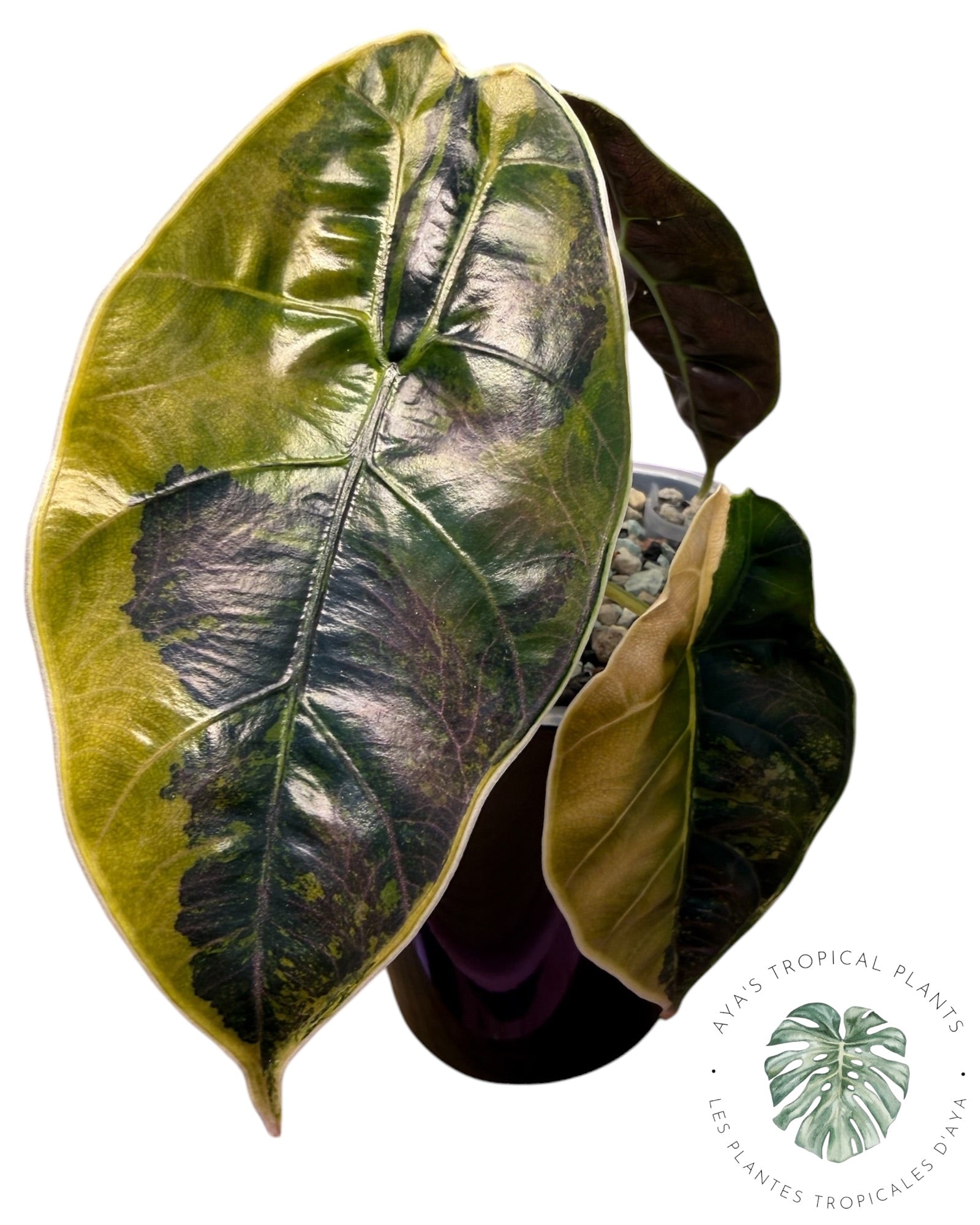 Alocasia Azlanii Gold / Aurea