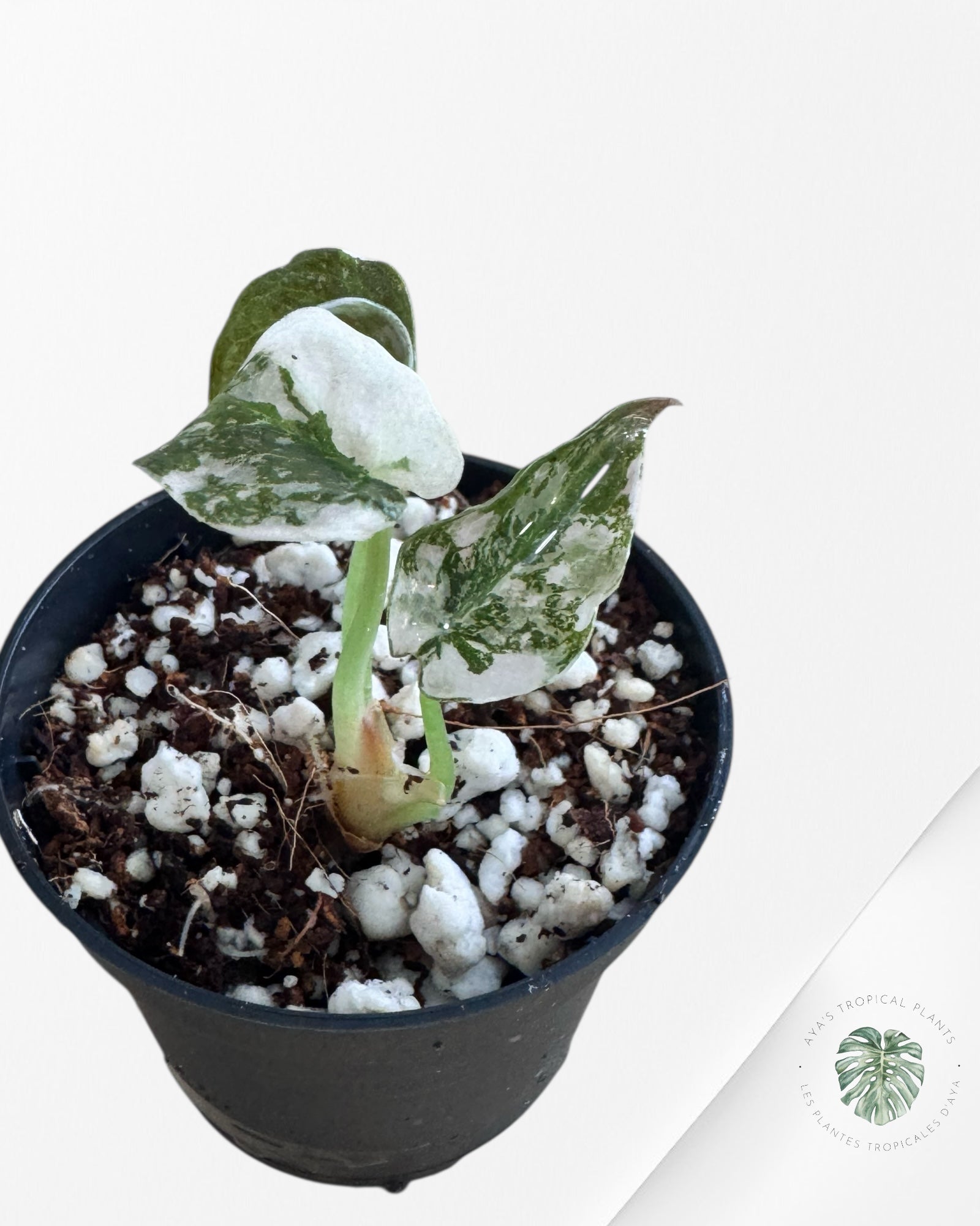 Alocasia Cuprea Variegated pink -TC3