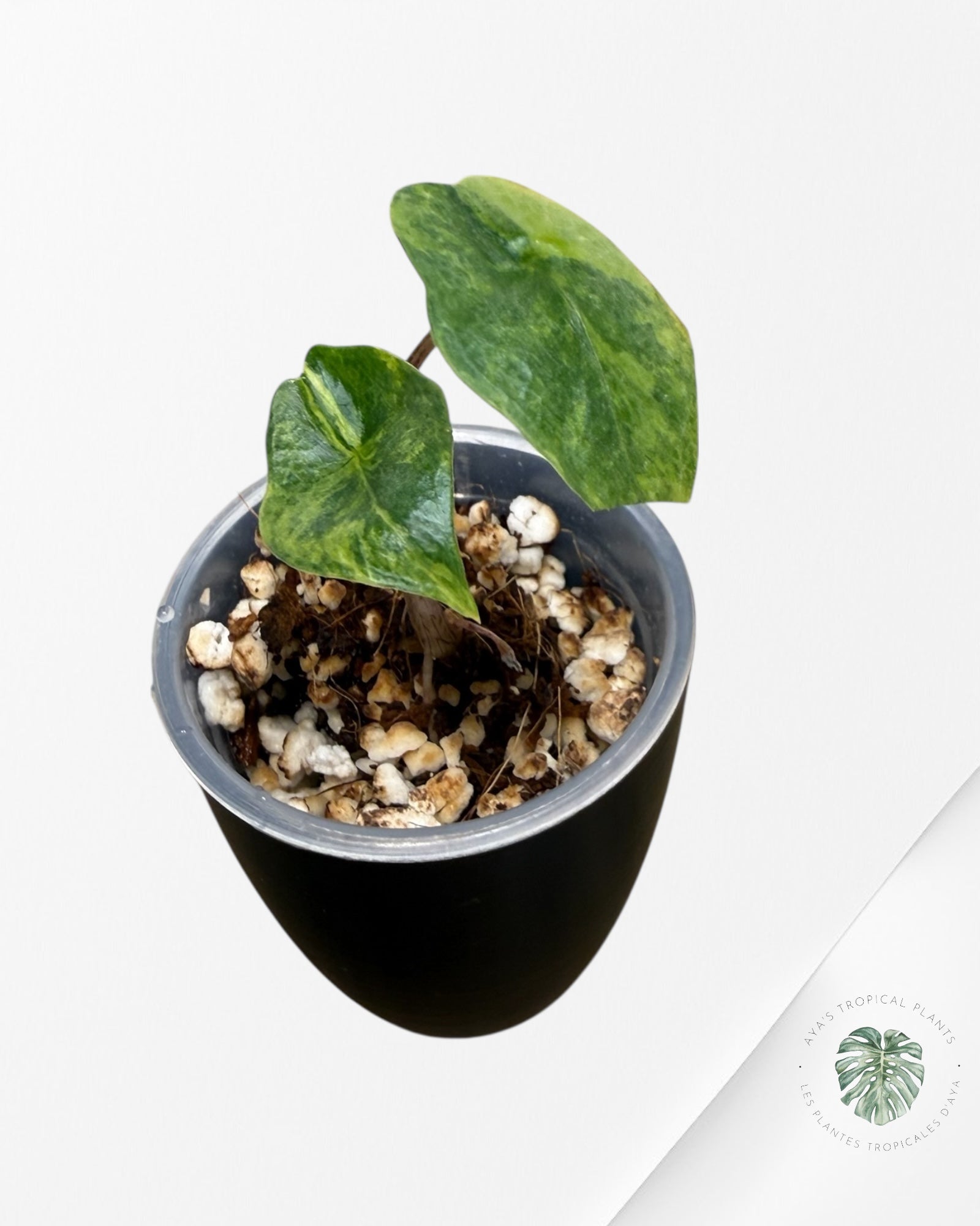 Alocasia Heterophylla Metallic  Blue Variegated