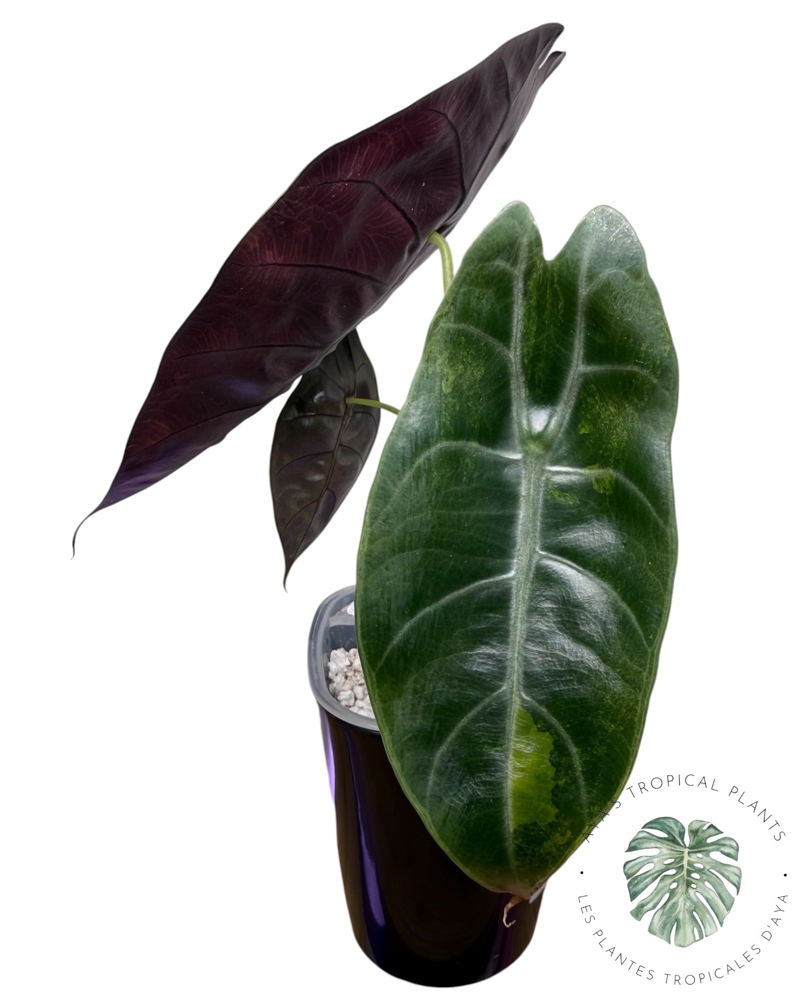 Alocasia Suhirmaniana Aurea (Copie)