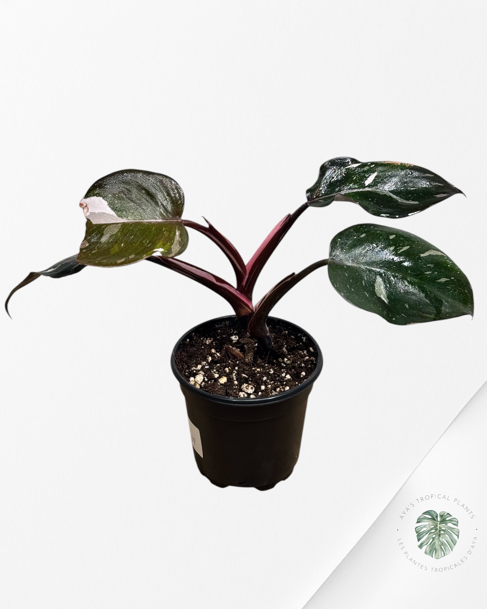 Philodendron Red Anderson - DI5