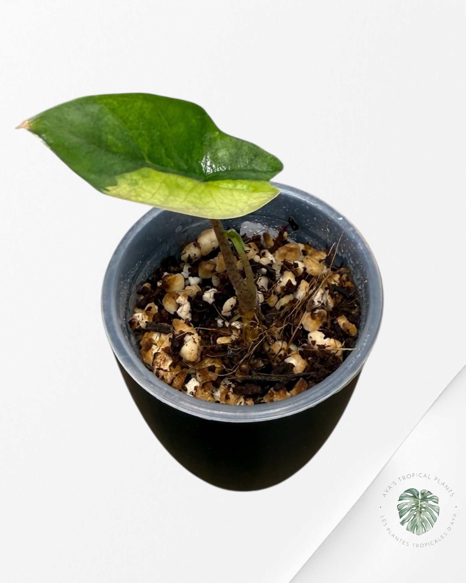 Alocasia Heterophylla Metallic  Blue Variegated