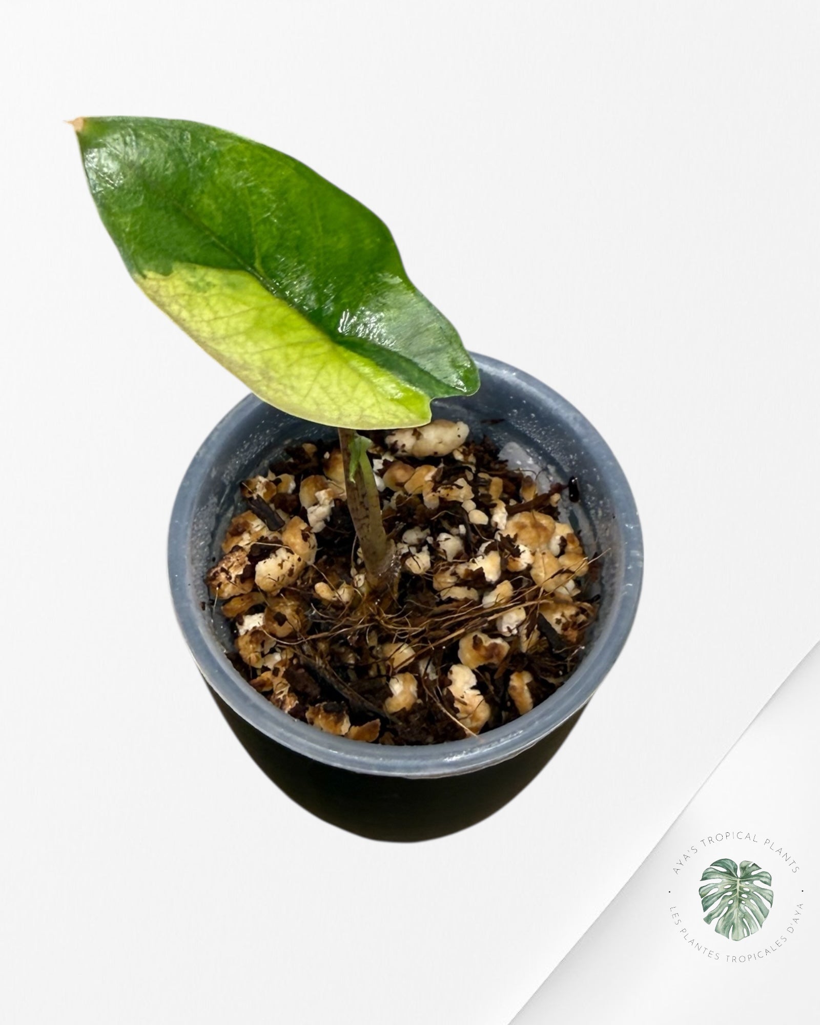 Alocasia Heterophylla Metallic  Blue Variegated