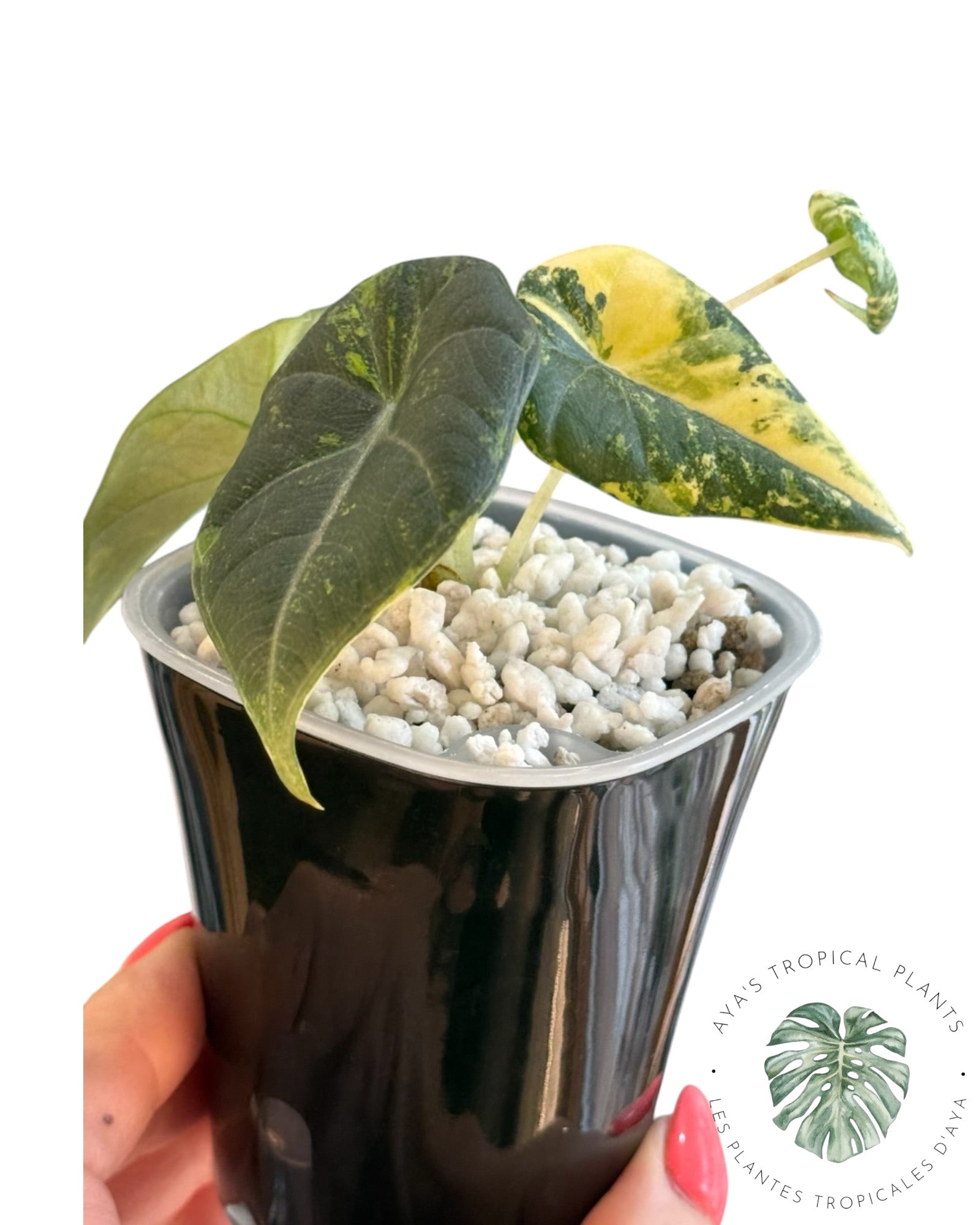 アロカシア マハラニ ゴールデン Alocasia Maharani Golden Lime