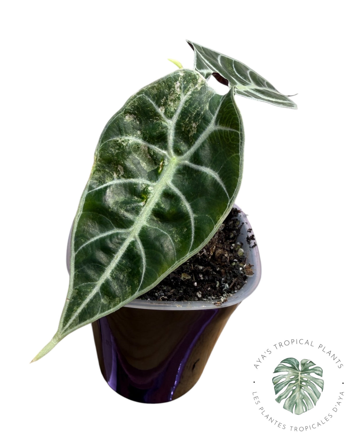 Alocasia Watsoniana Doff. Pink Variegated