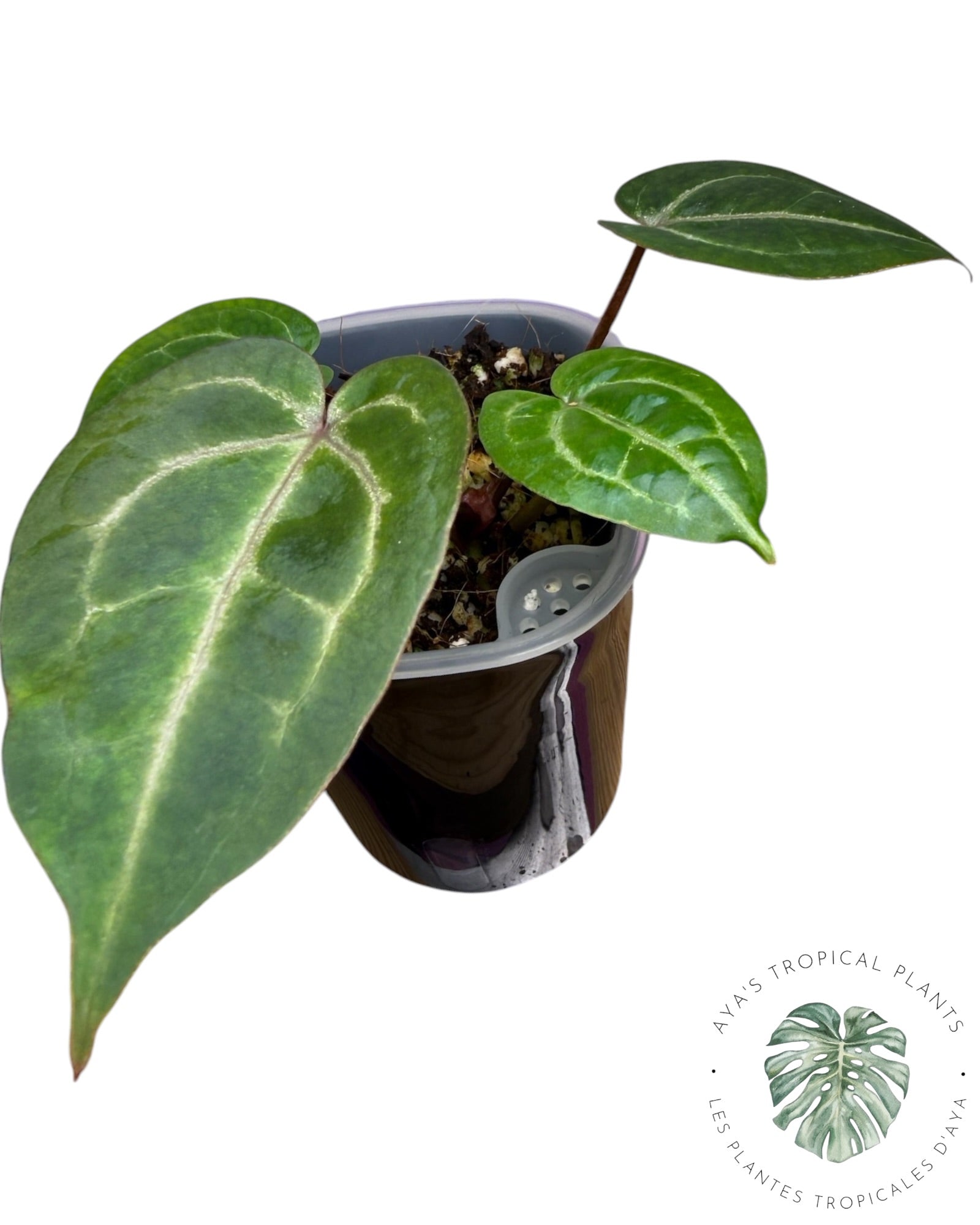 Anthurium Papi × King of Spades