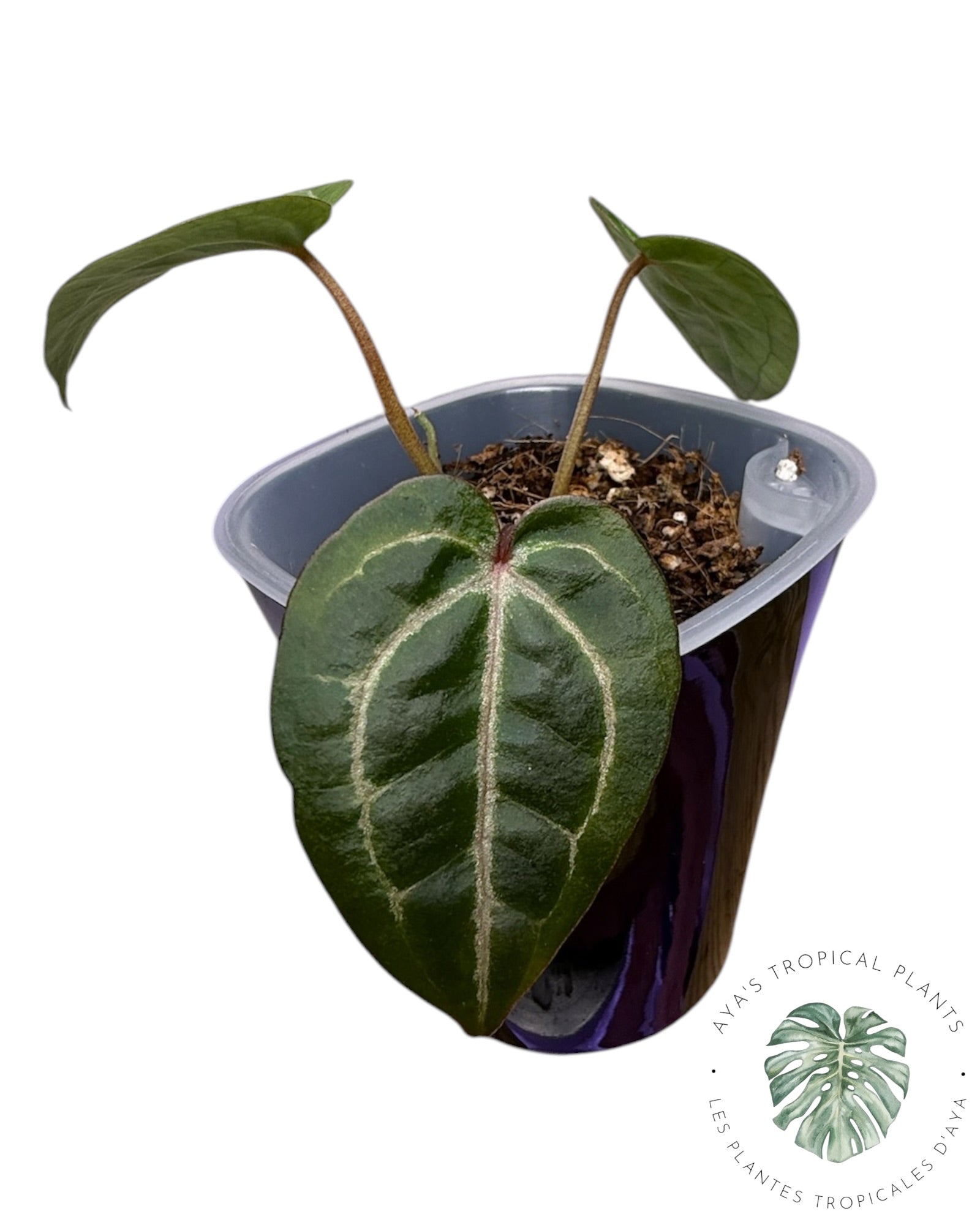 Anthurium Papi × King of Spades