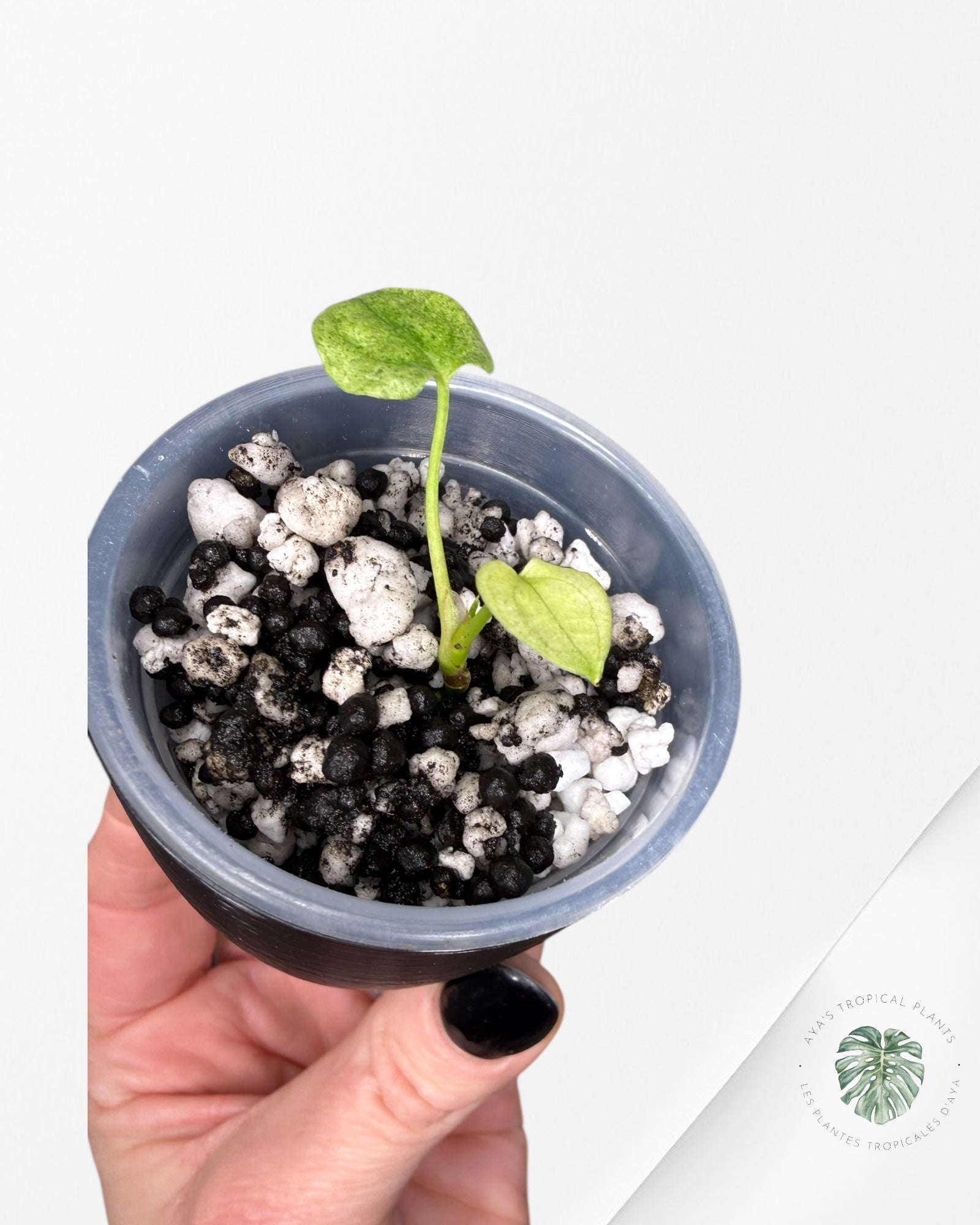 Anthurium Dark Phoenix panaché