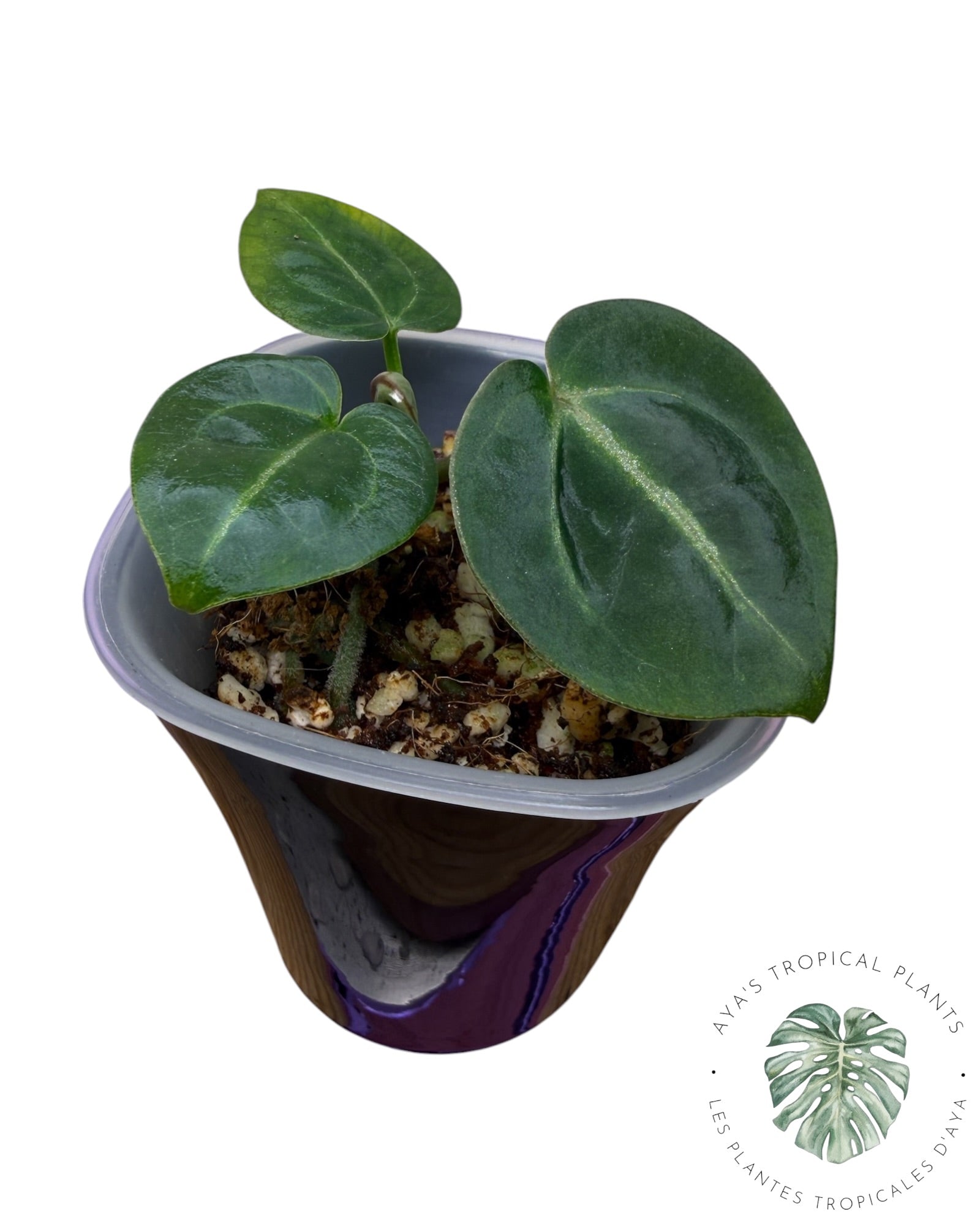 Anthurium Ace of Spades Dark × Silver Blush × Rouge