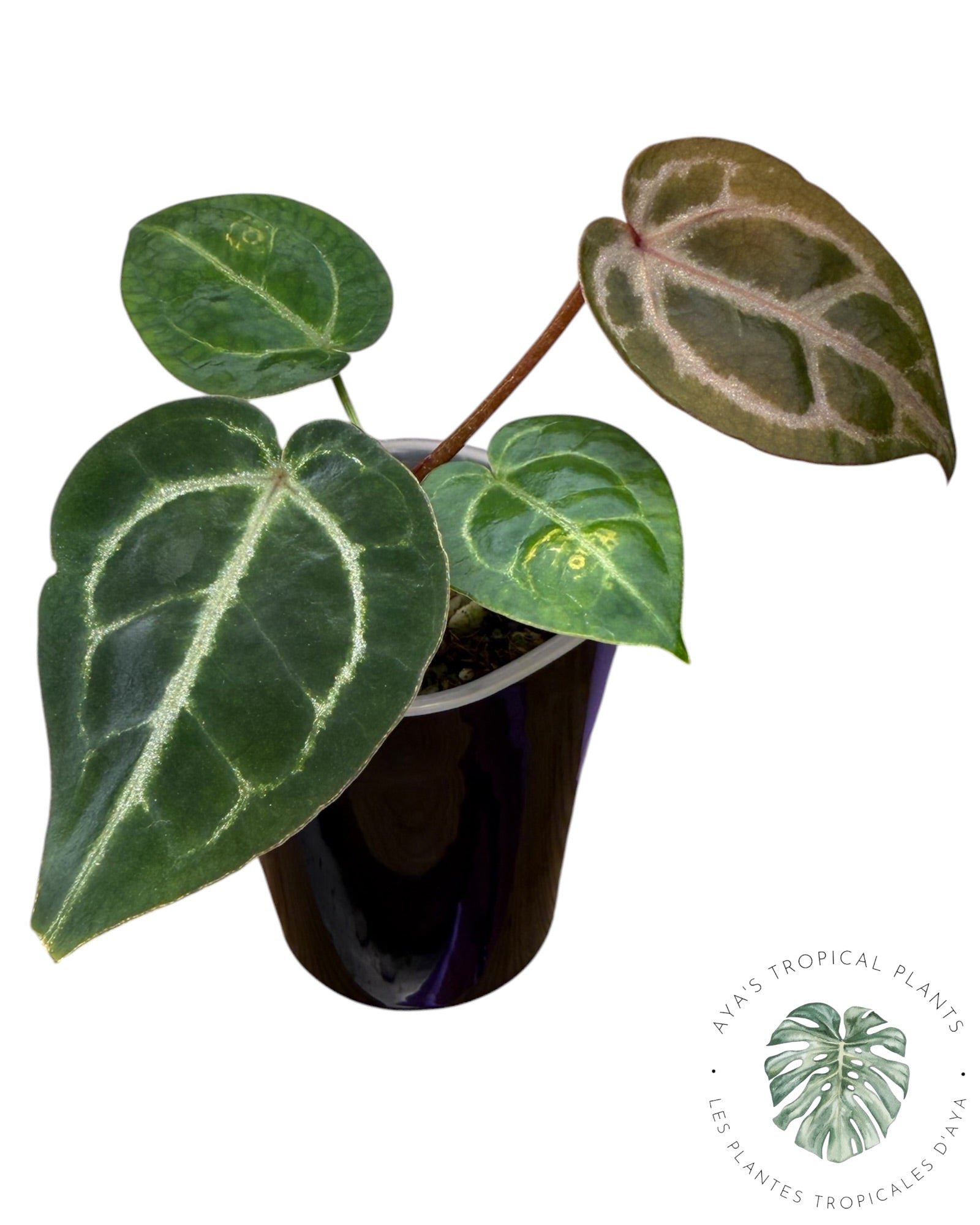 Anthurium Ace of Spades Dark × Silver Blush × Red
