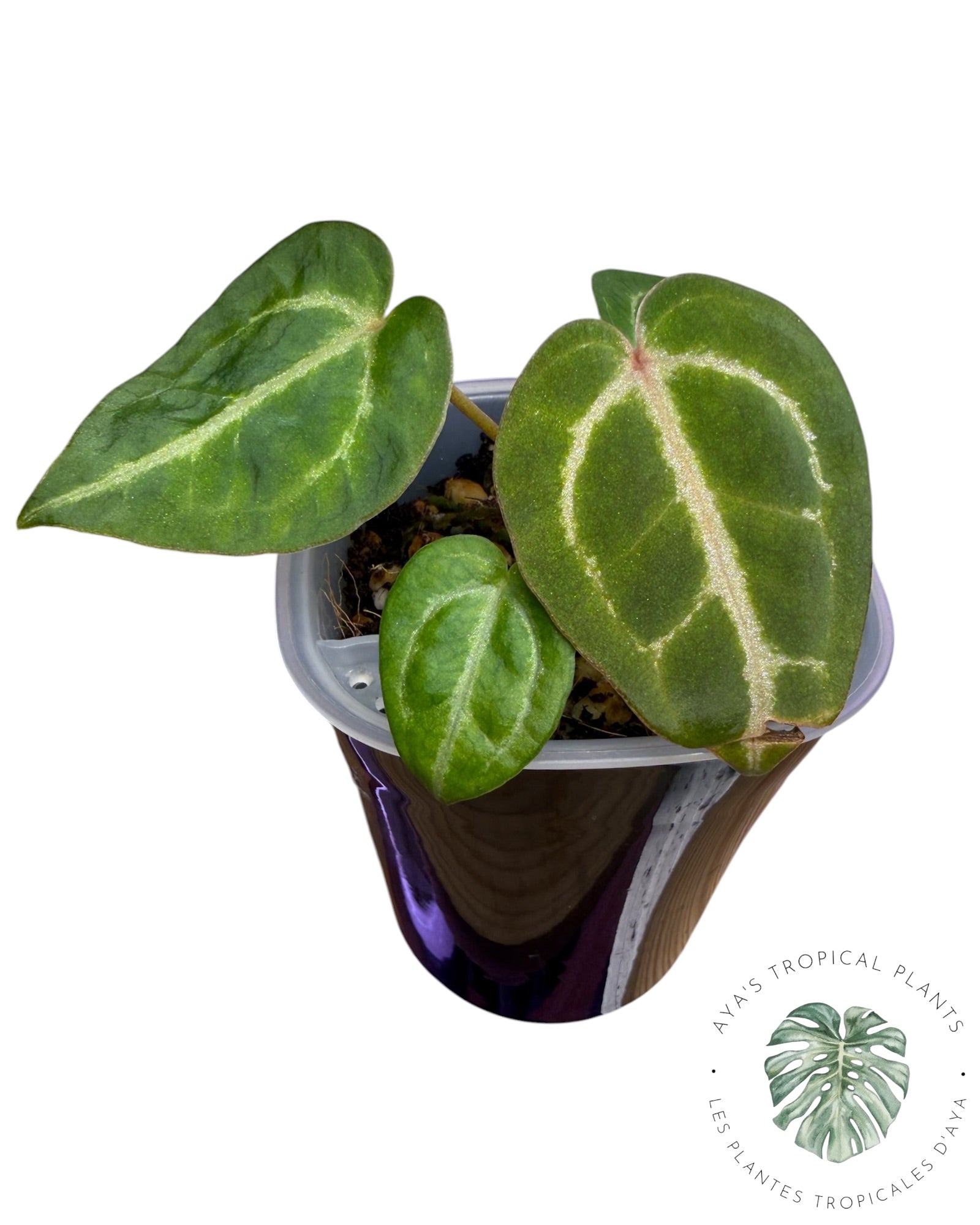 Anthurium Ace of Spades Dark × Silver Blush × Rouge