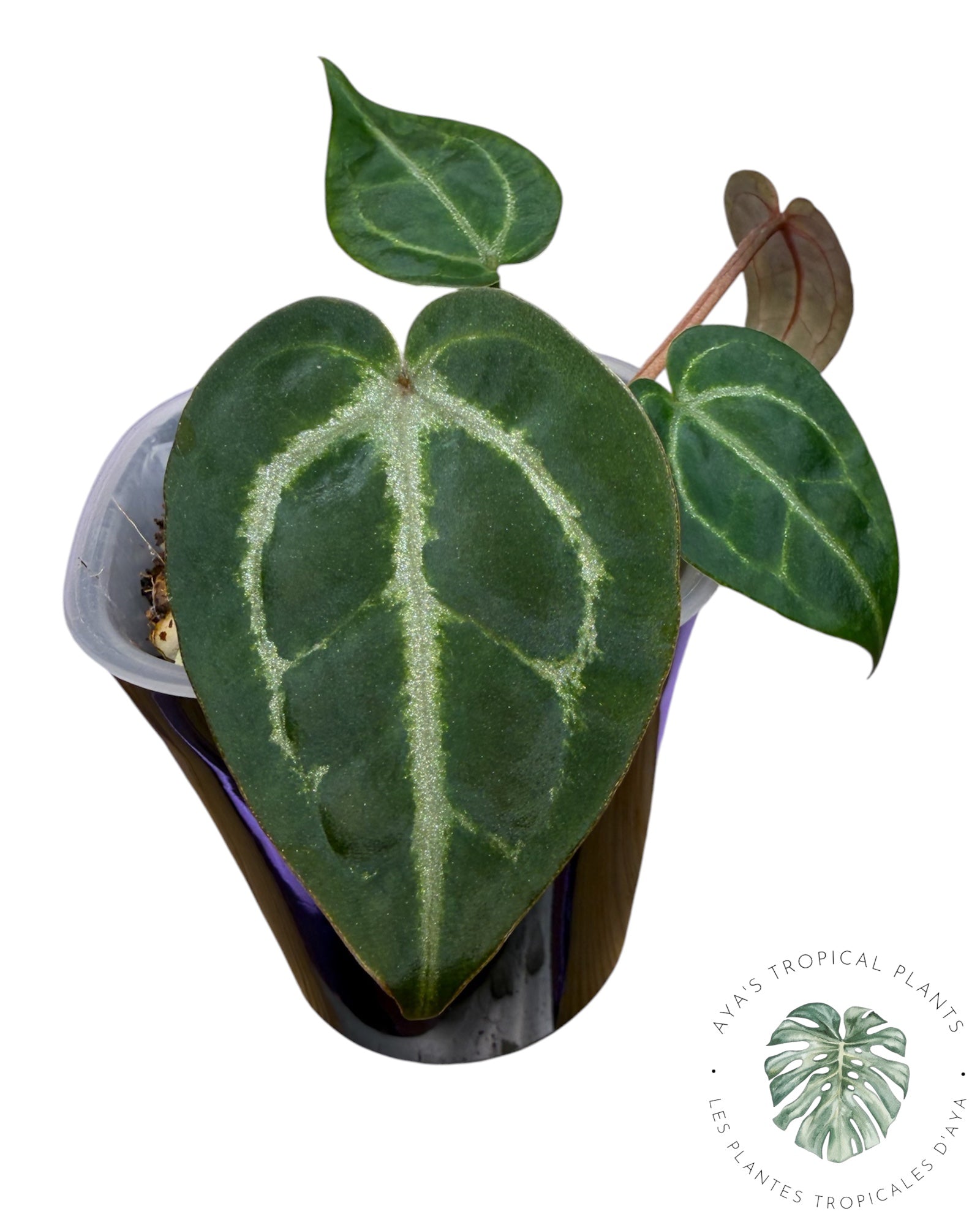 Anthurium Ace of Spades Dark × Silver Blush × Rouge