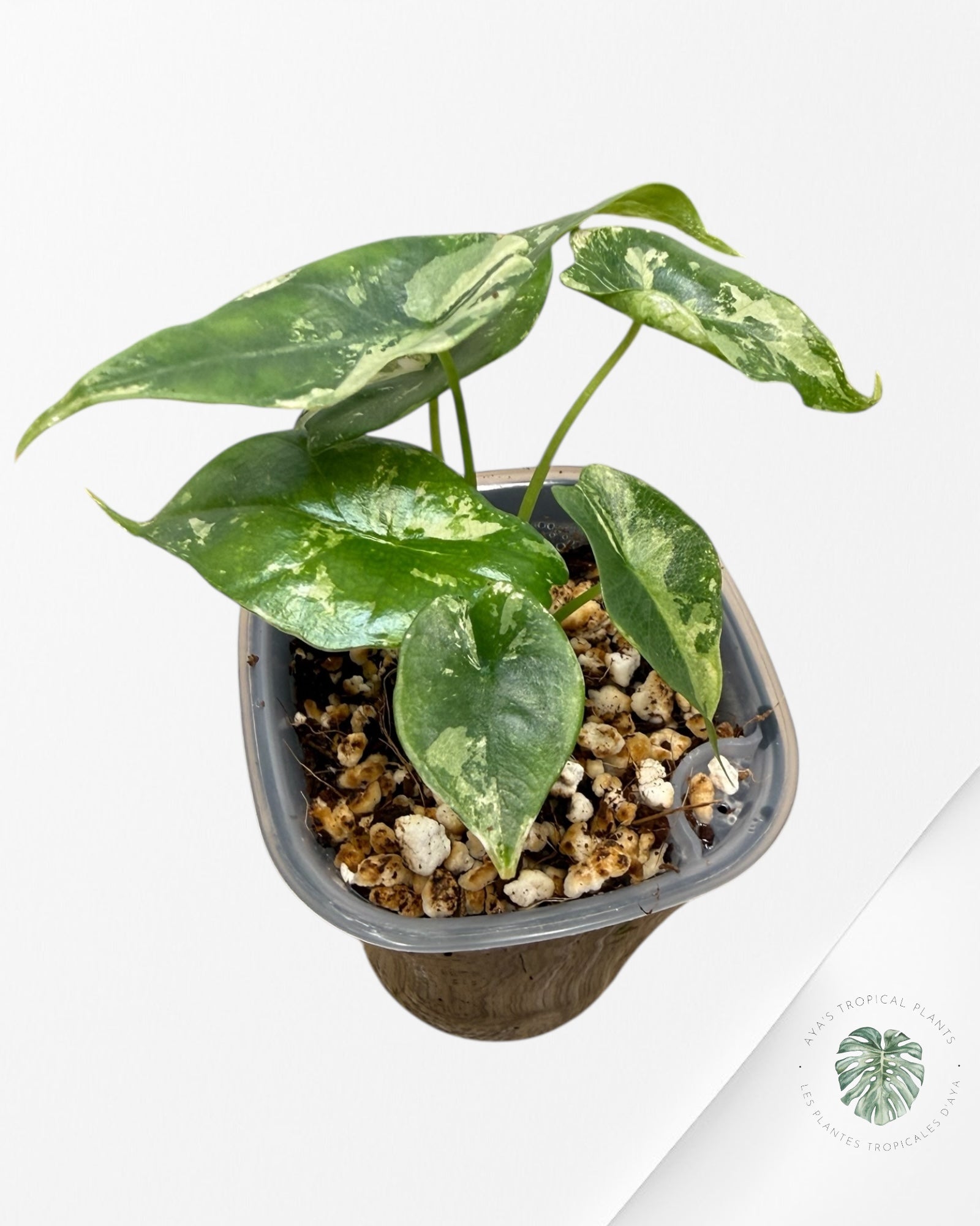 Alocasia Simpo Albo Variegated