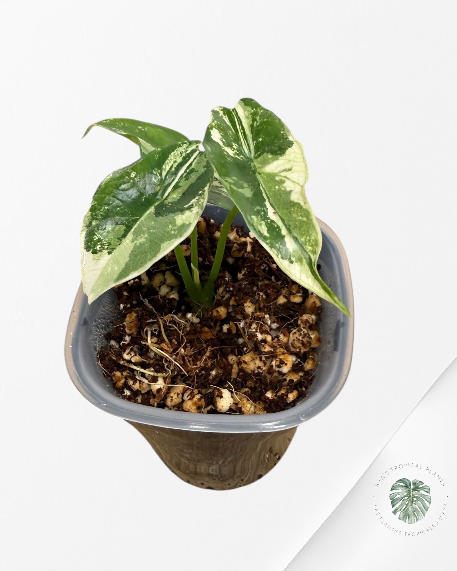 Alocasia Simpo Albo Variegated