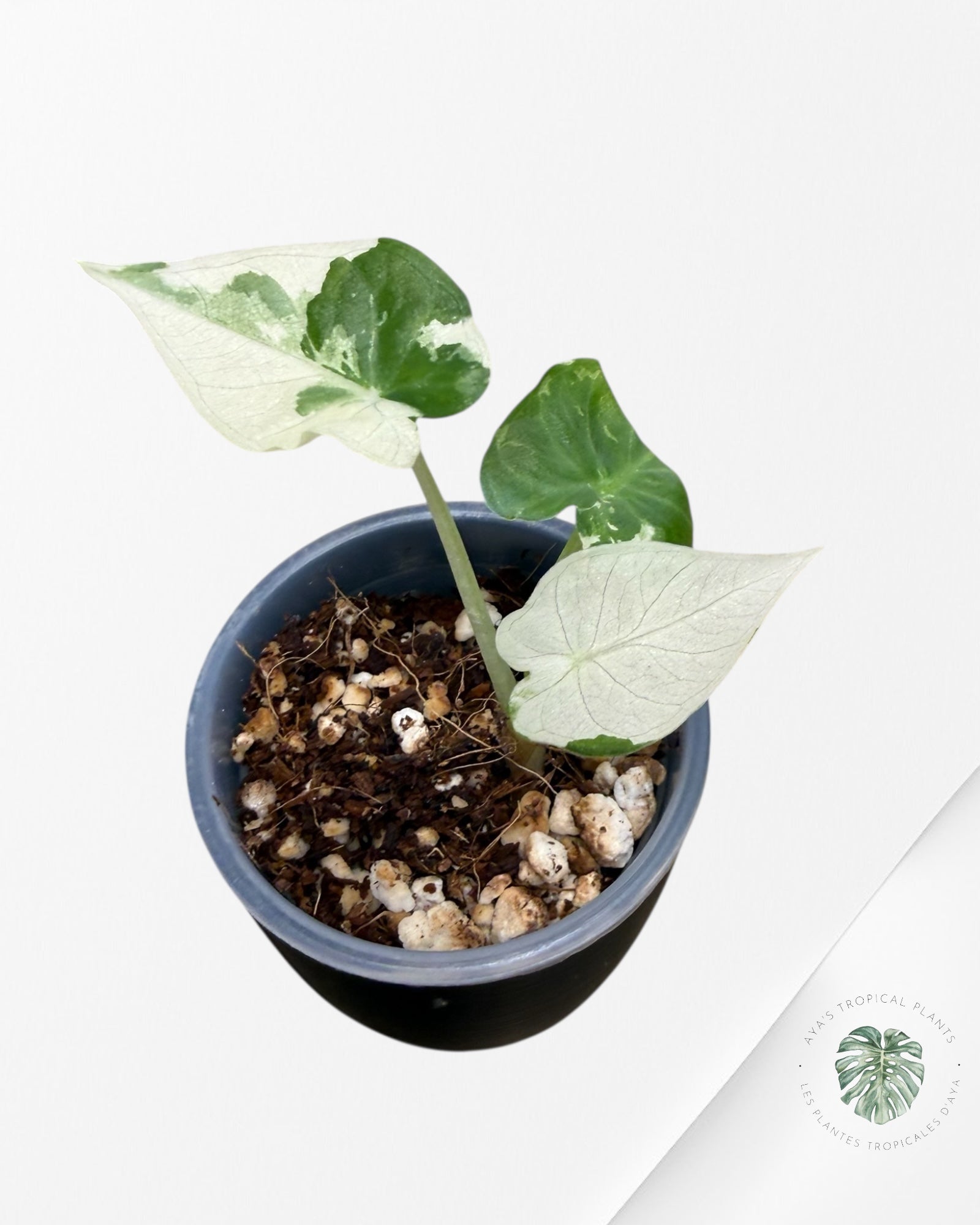 Alocasia Regal Shield Albo Variegated