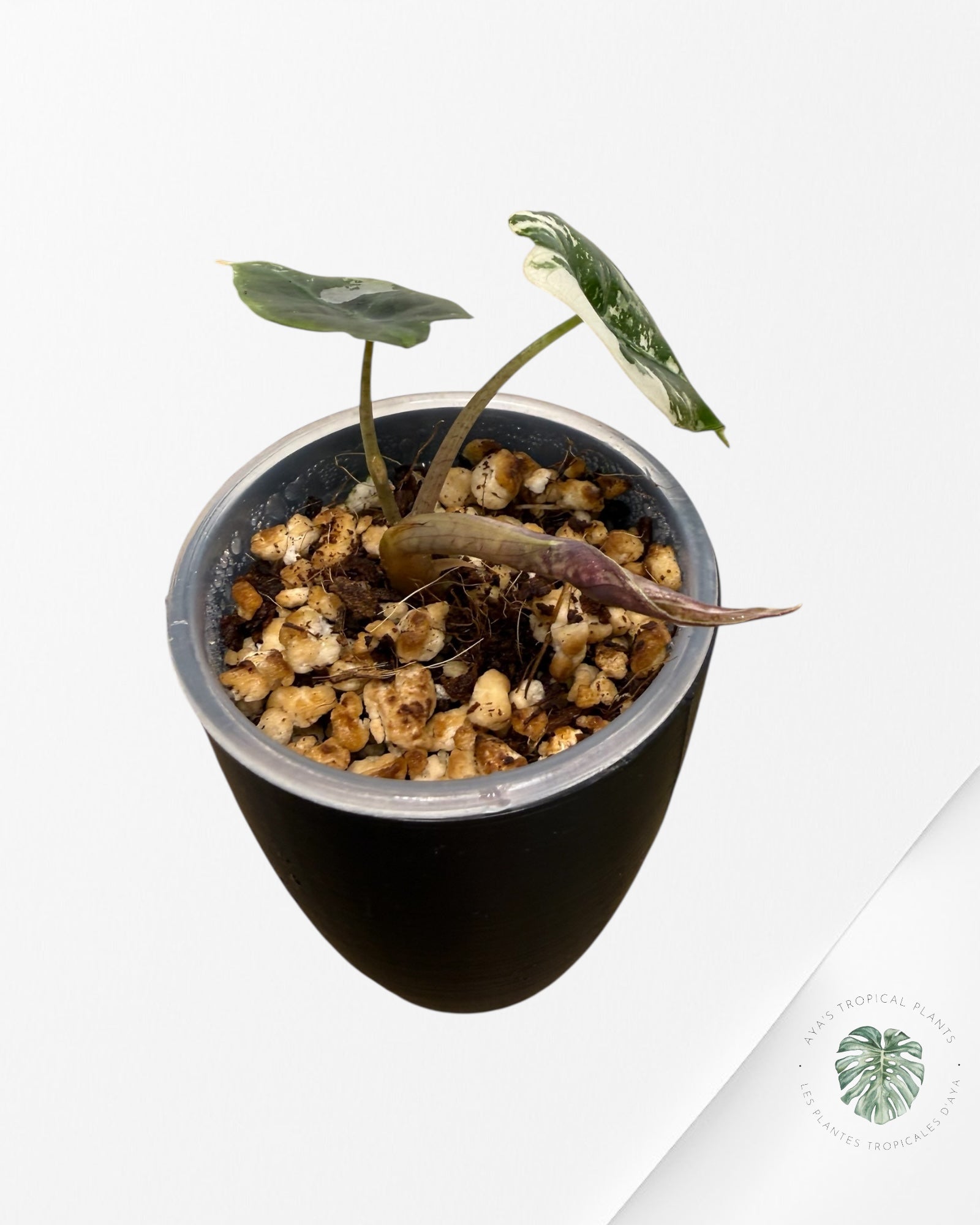 Alocasia Polly Pink Variegated