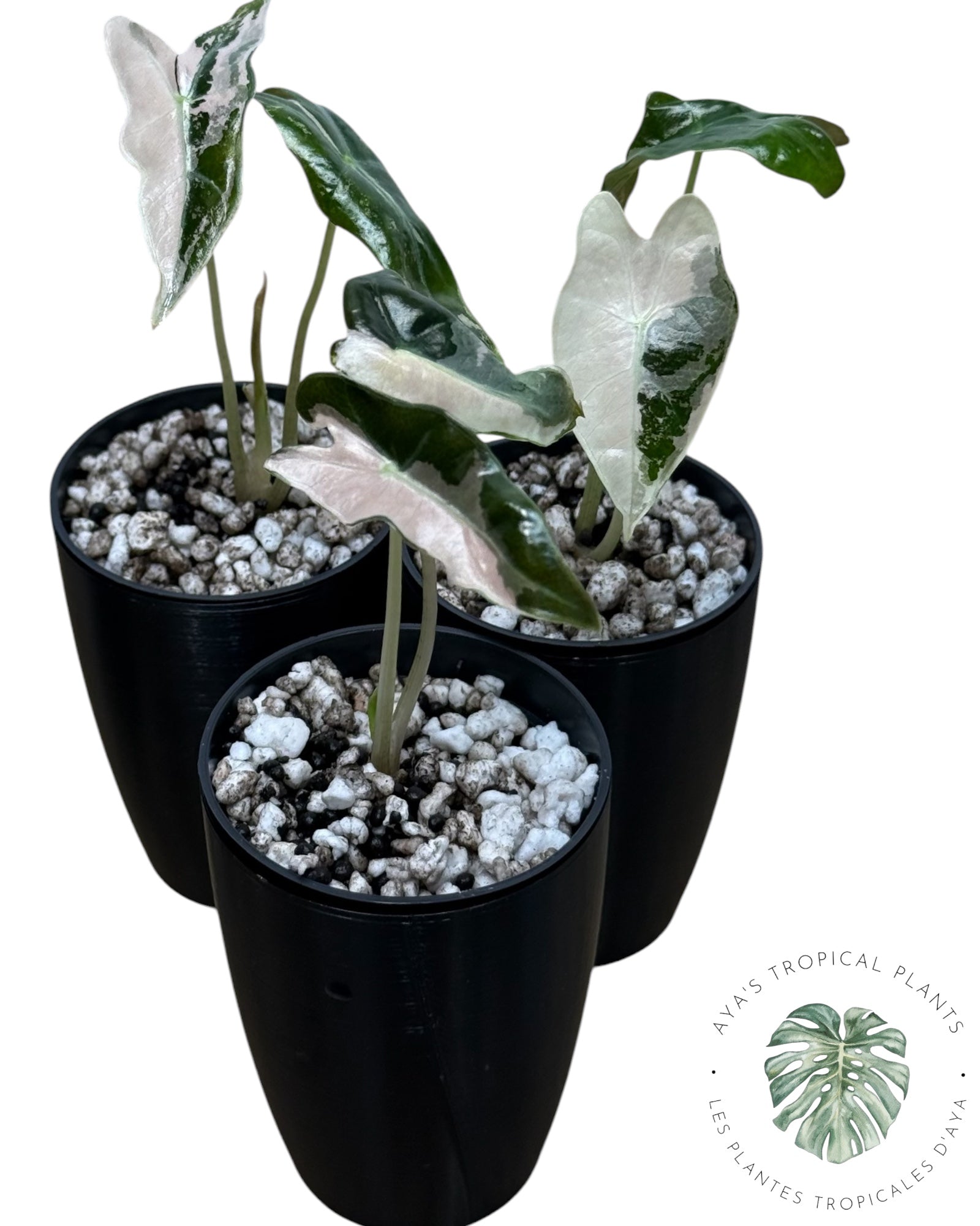 その他観葉植物 Alocasia Nobilis Pink Variegated Alocasia Nobilis Pink Variegated - Unique Indoor Plant – Cacti Nest