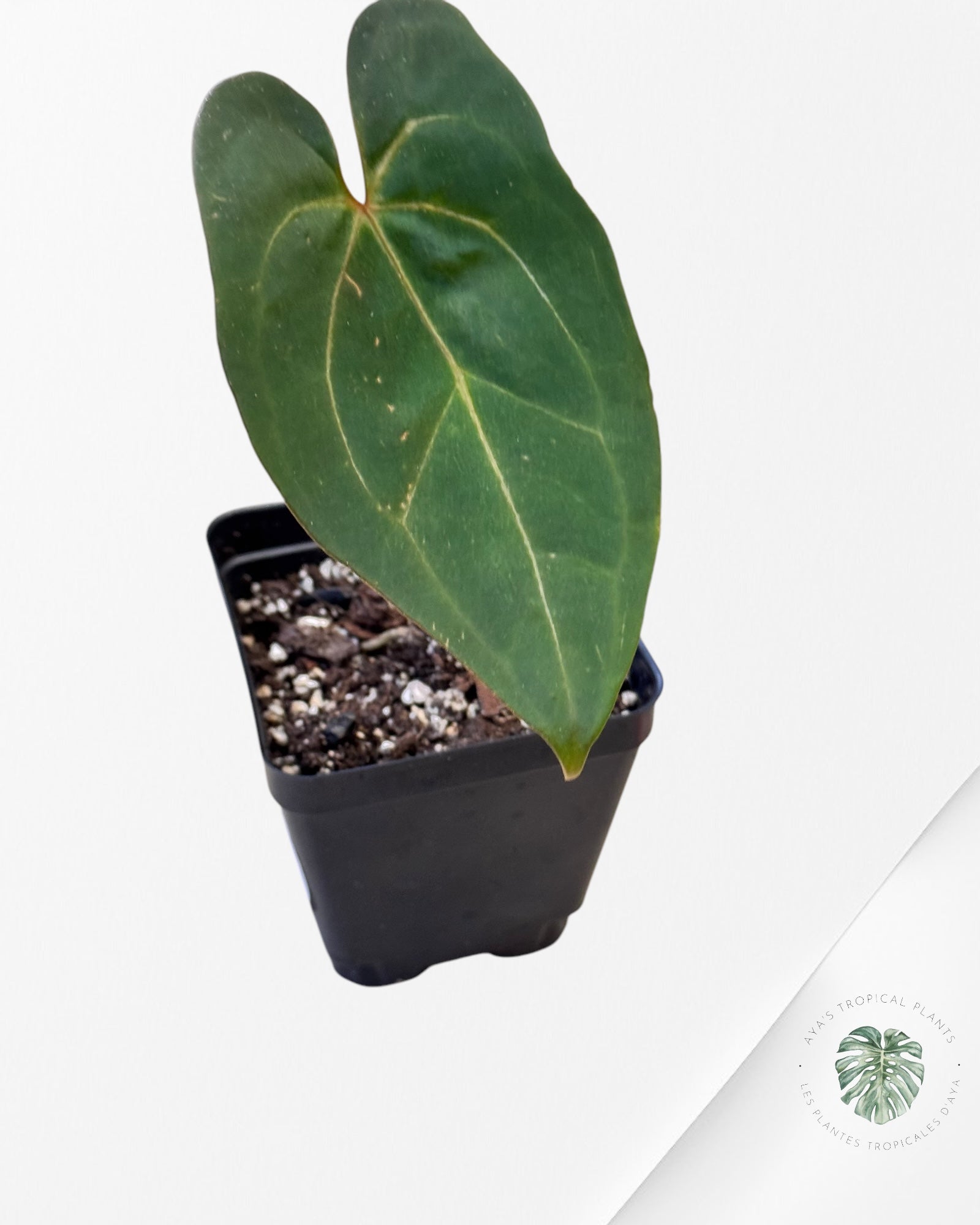 Anthurium Papillilaminum Blue X One -11