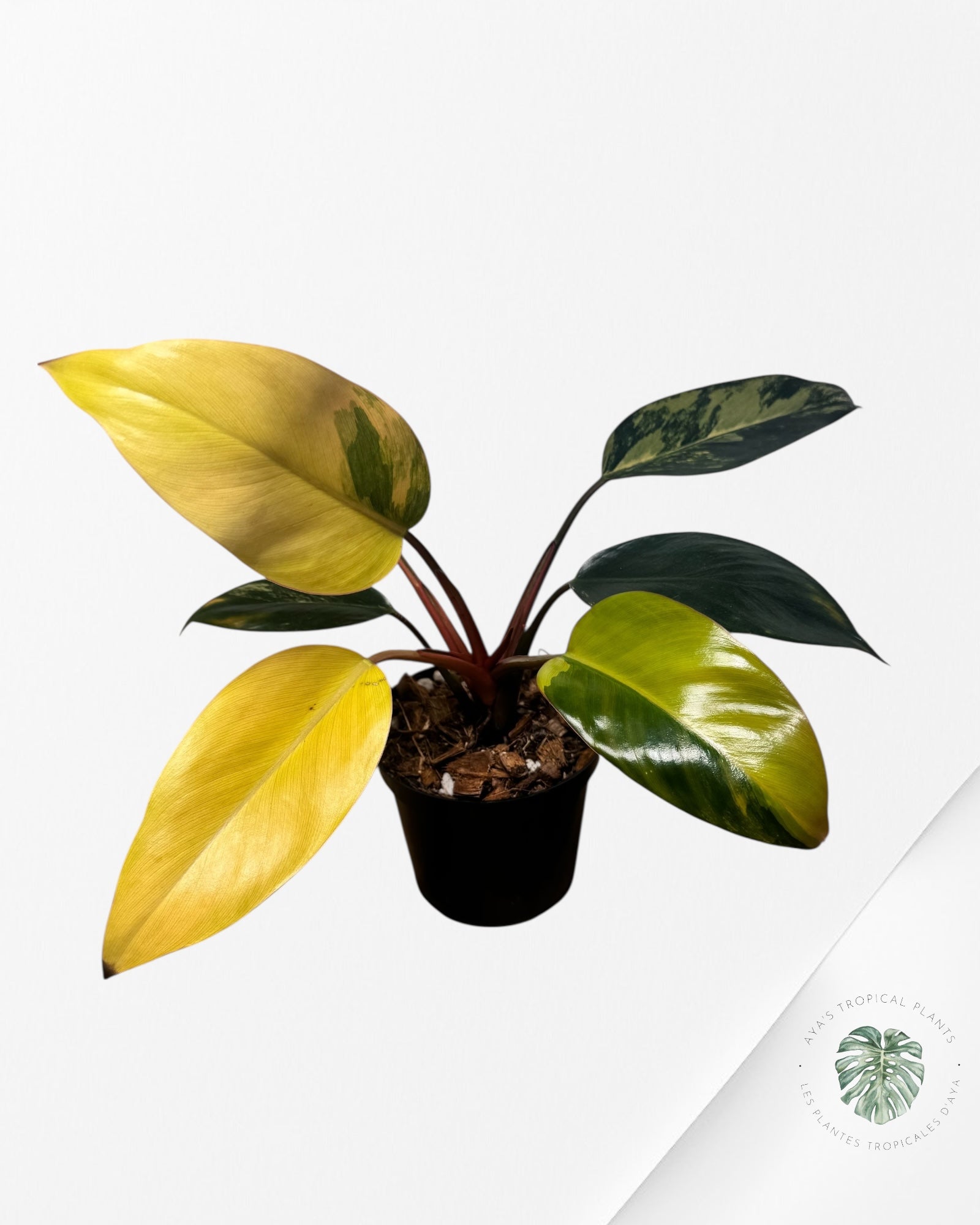 Philodendron 'Red Congo' variegated - F5