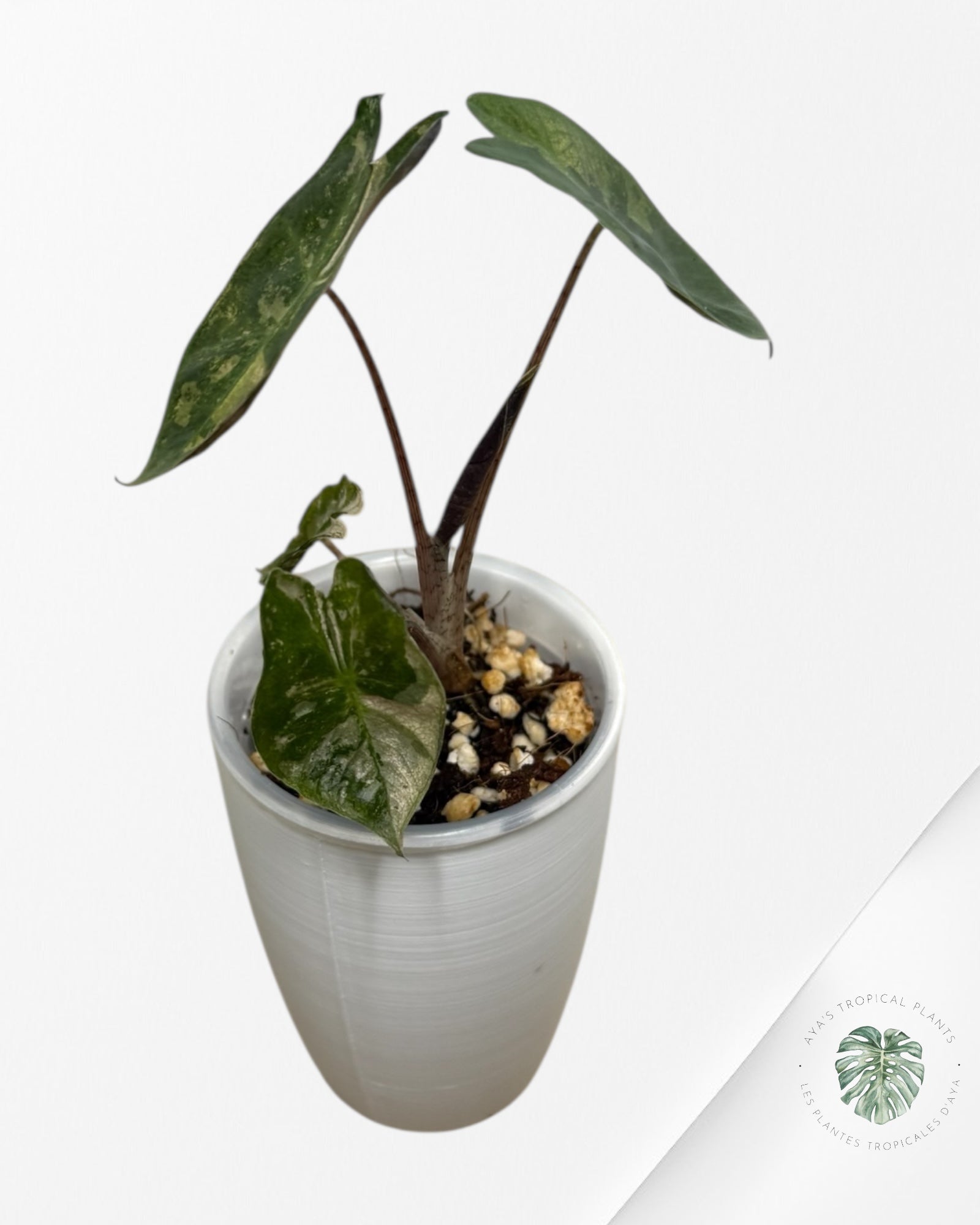 Alocasia Pseudo-Sanderiana Pink Variegated