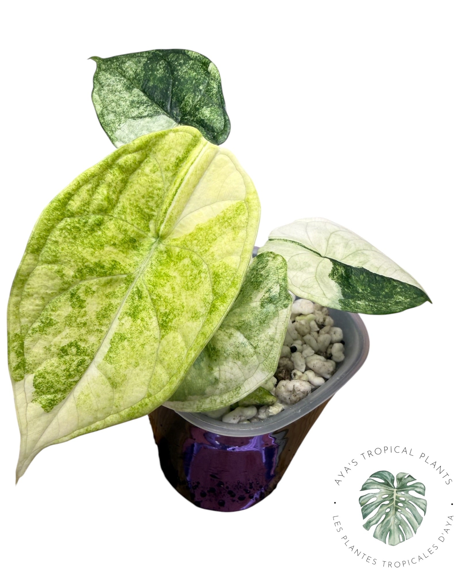Alocasia Aegis Mint Variegated