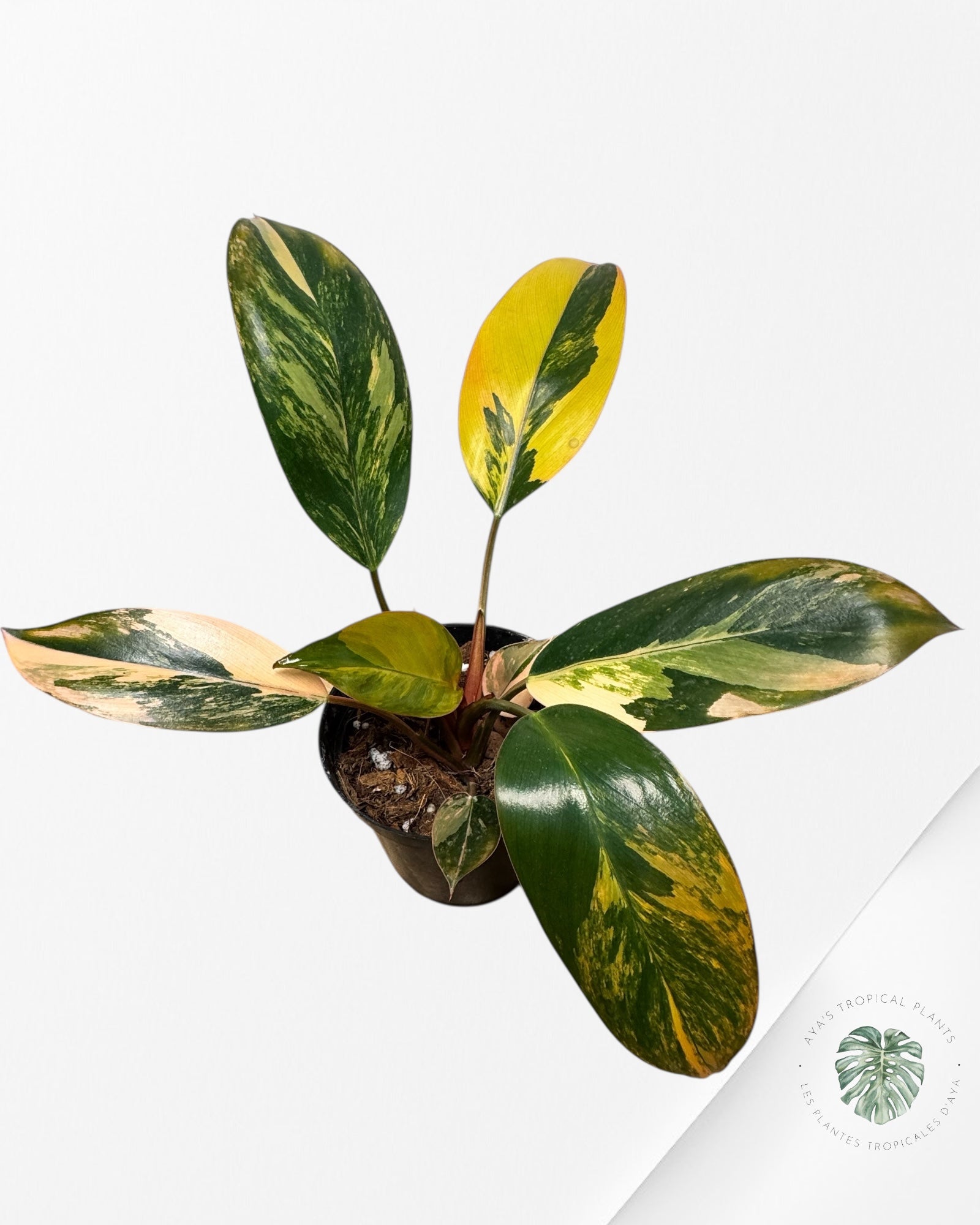 Philodendron 'Red Congo' variegated - F20