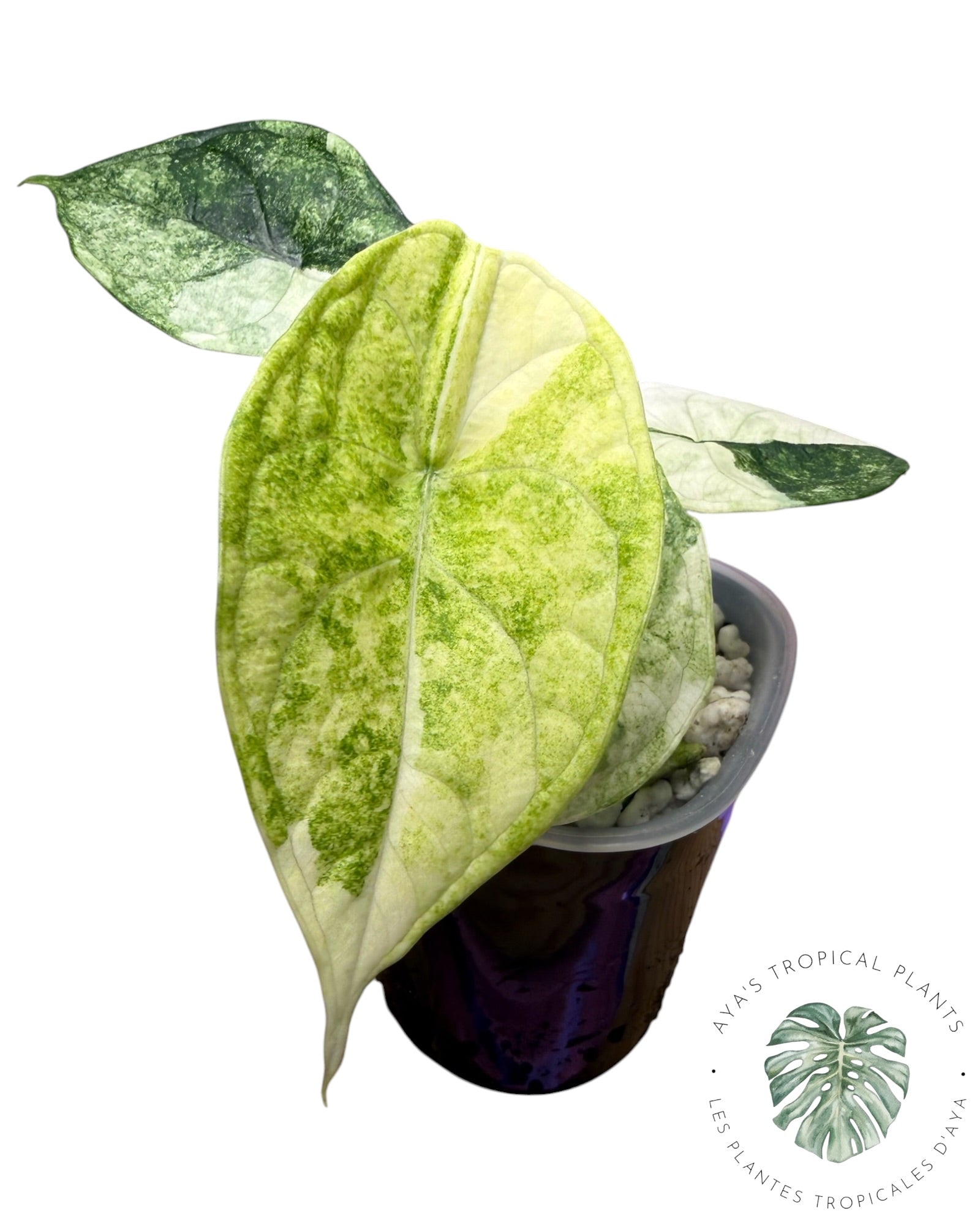 Alocasia Aegis Mint Variegated