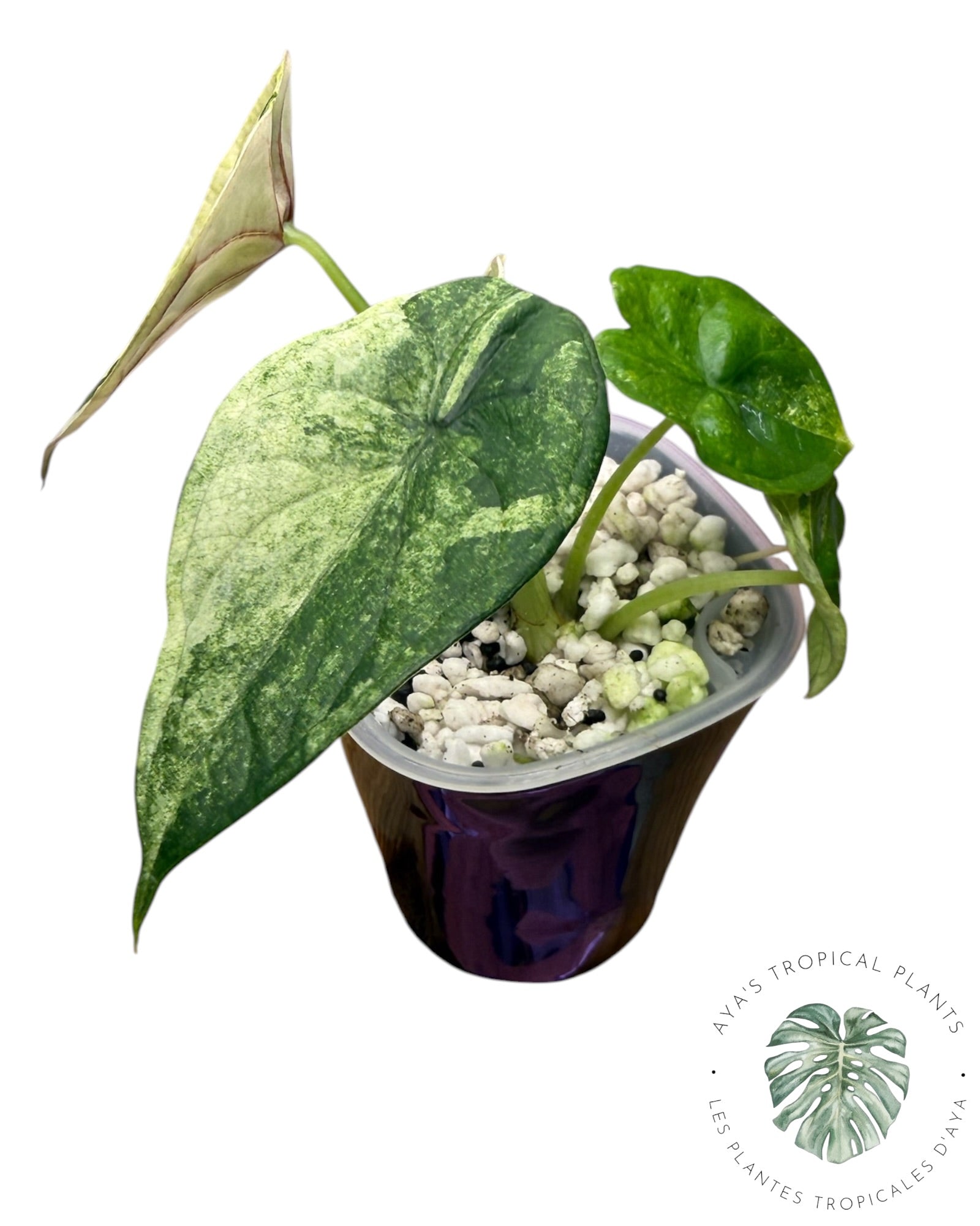 Alocasia Aegis Mint Variegated