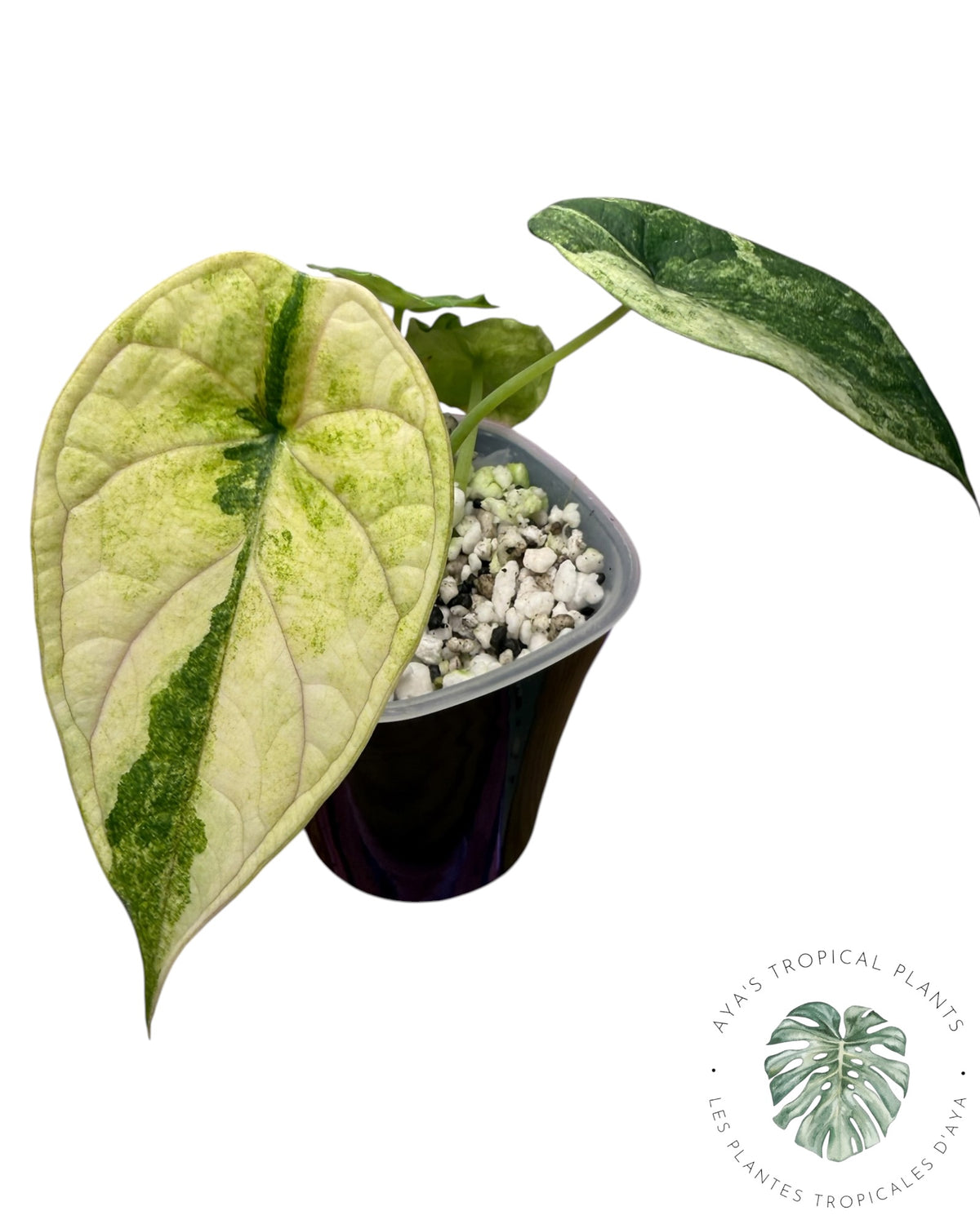 Alocasia Aegis Mint Variegated