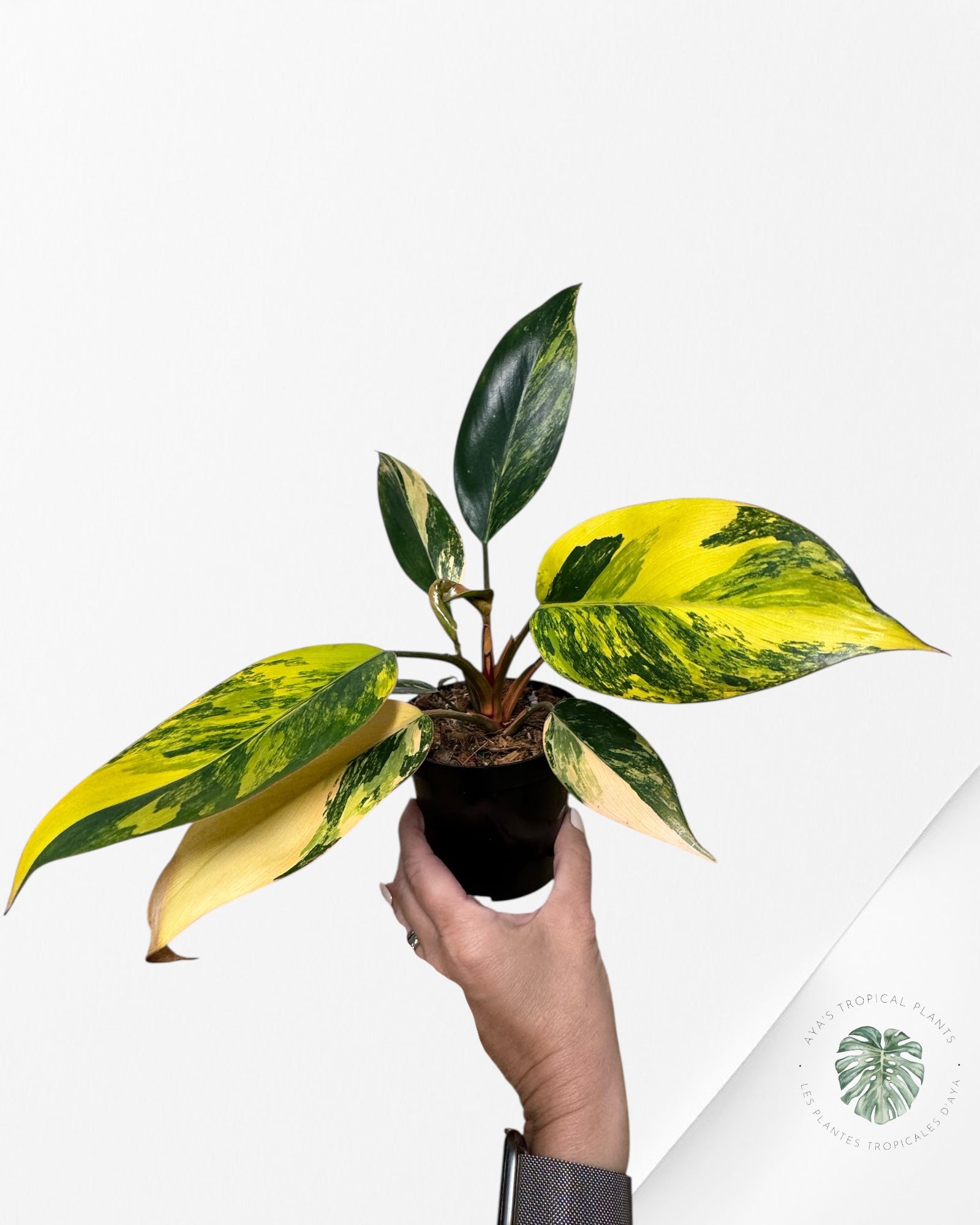 Philodendron 'Red Congo' variegated - F1