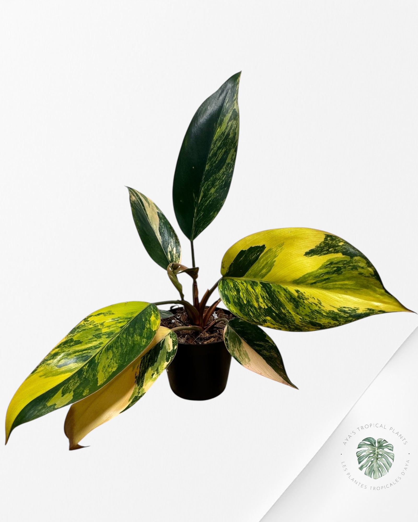 Philodendron 'Red Congo' variegated - F1