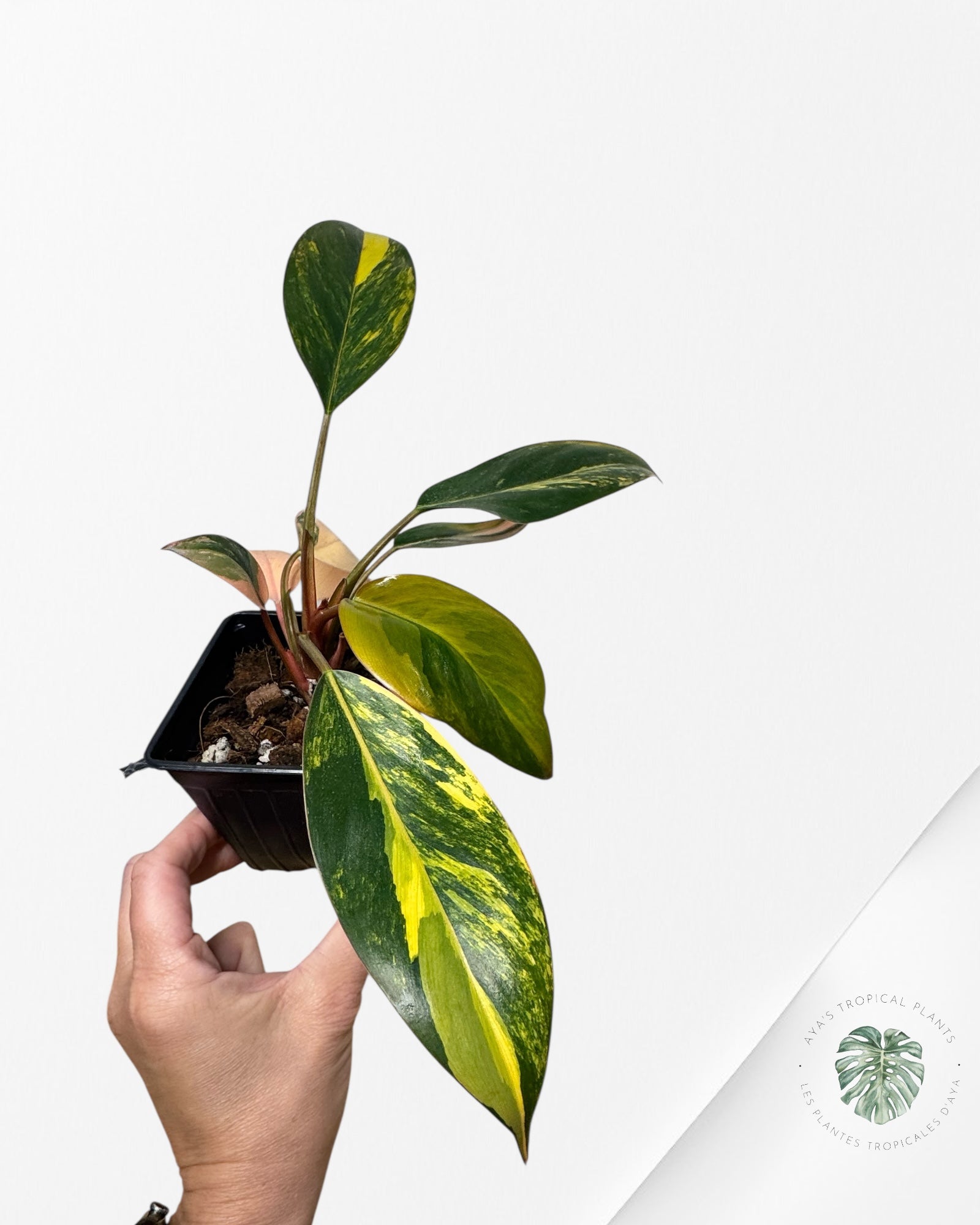 Philodendron 'Red Congo' variegated - F30