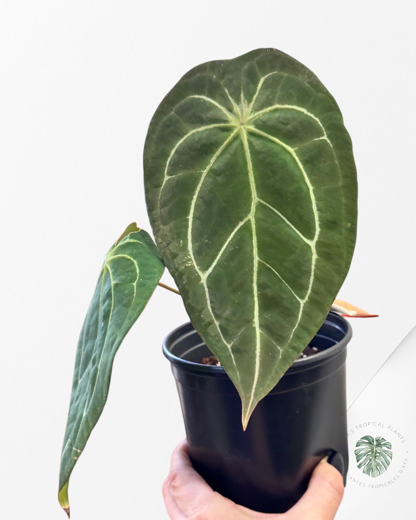 Anthurium Redman ( Crystallinum x Forgetii Red DOT)-03