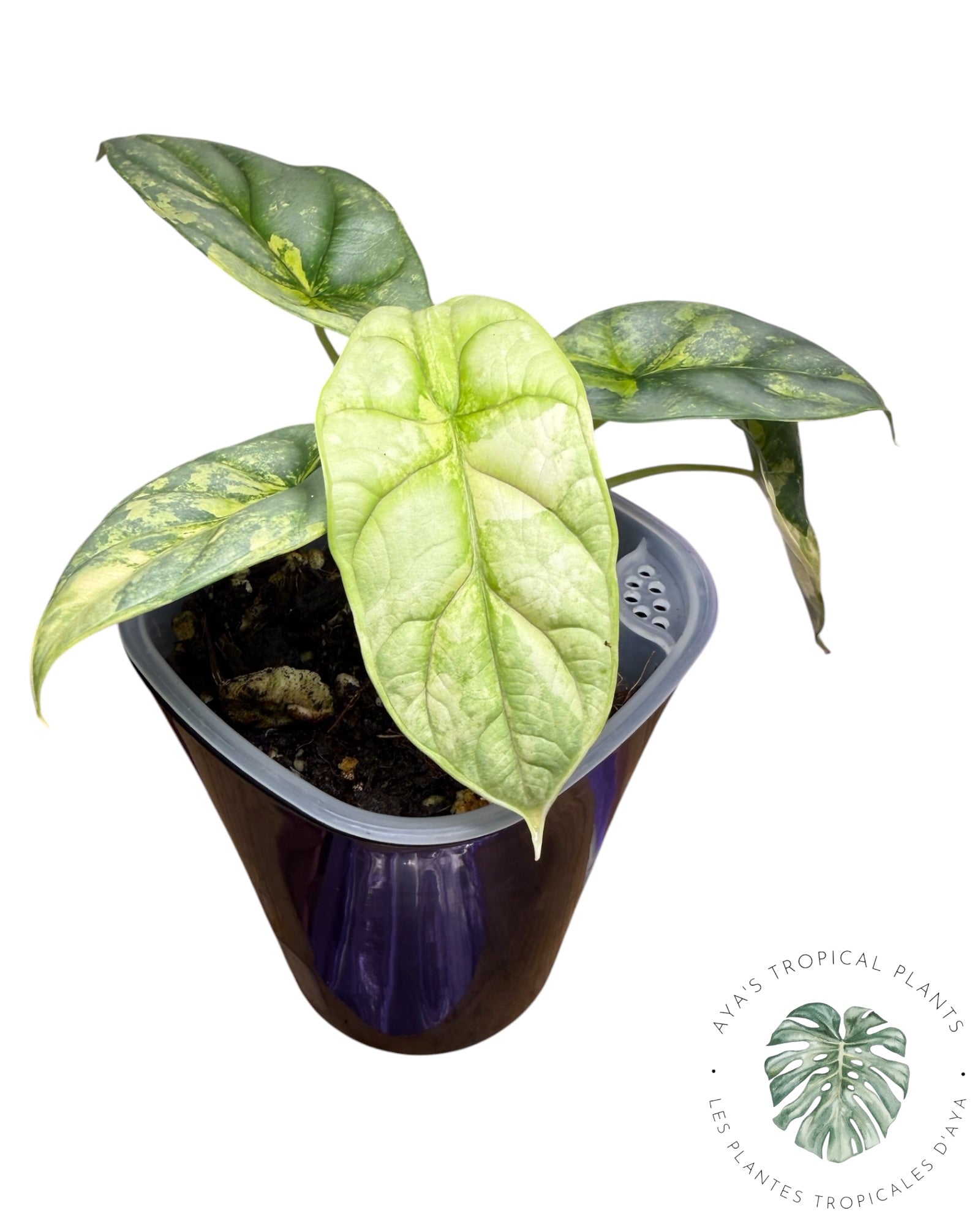 Alocasia Silver Dragon Aurea Variegated