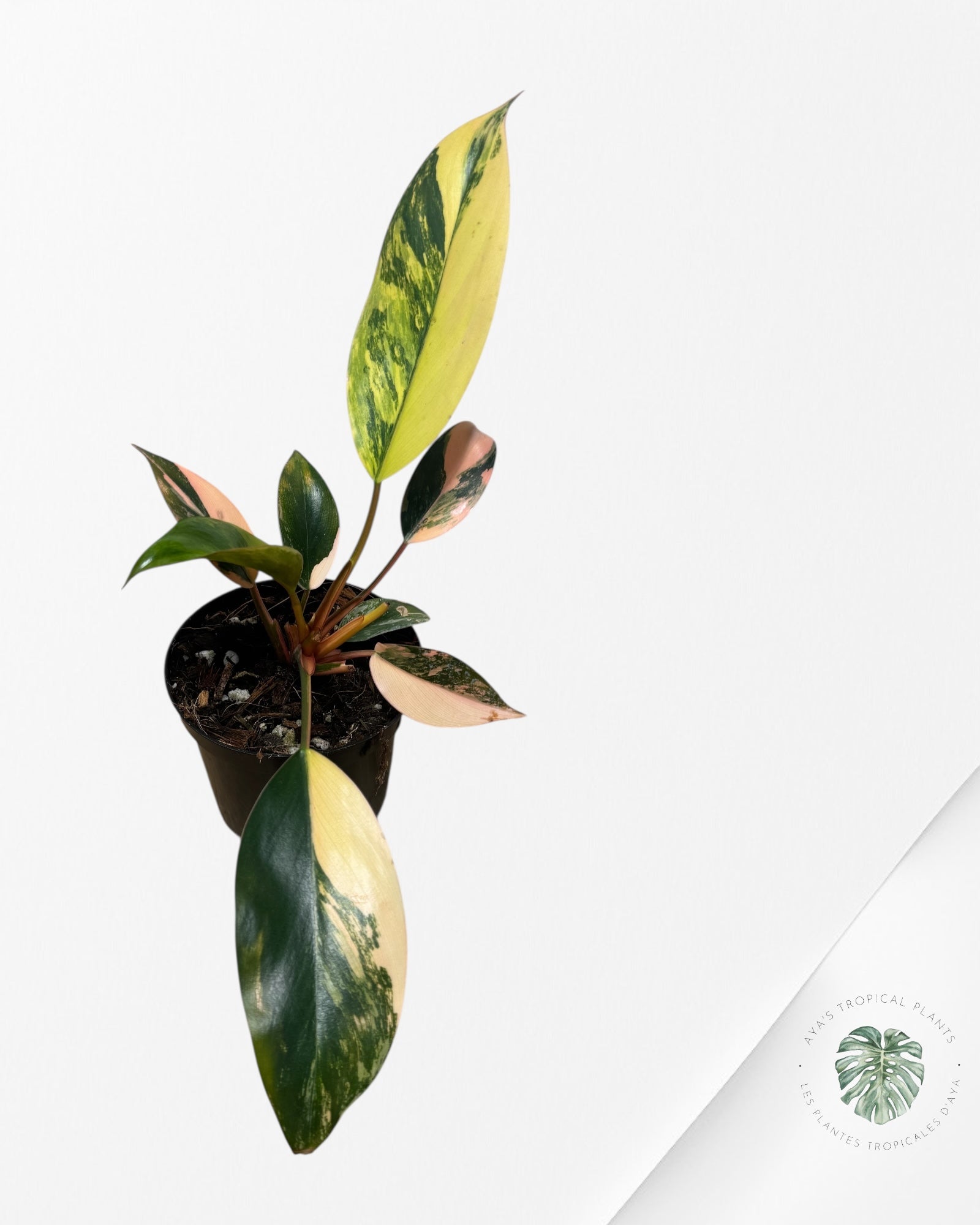Philodendron 'Red Congo' variegated - F50