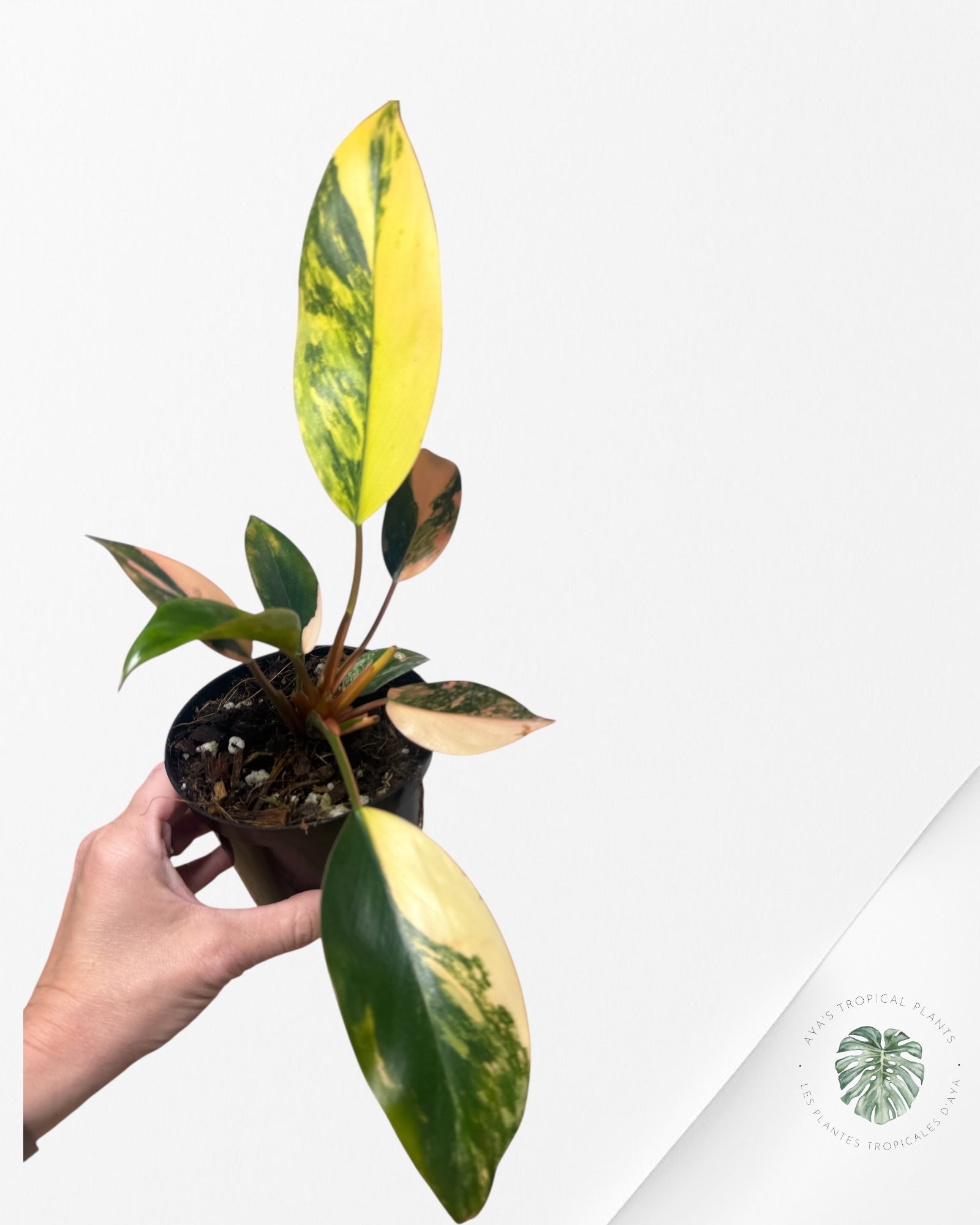 Philodendron 'Red Congo' variegated - F50