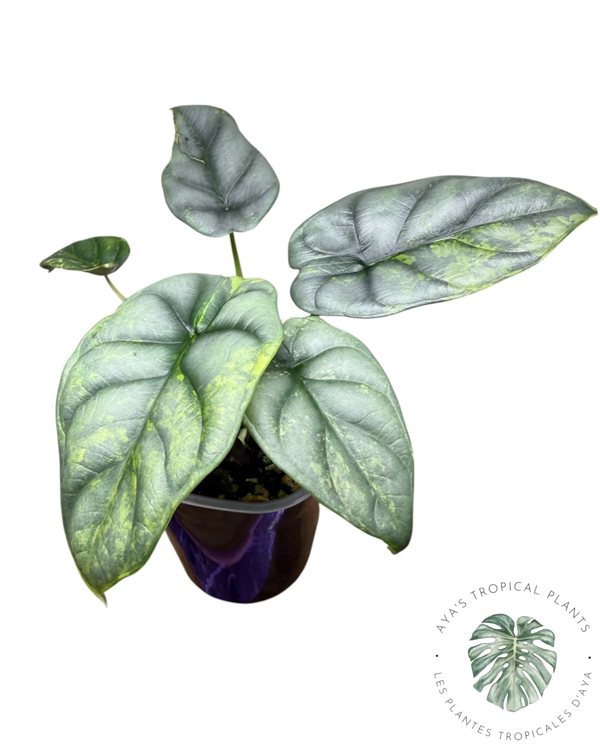 Alocasia Silver Dragon Aurea Variegated