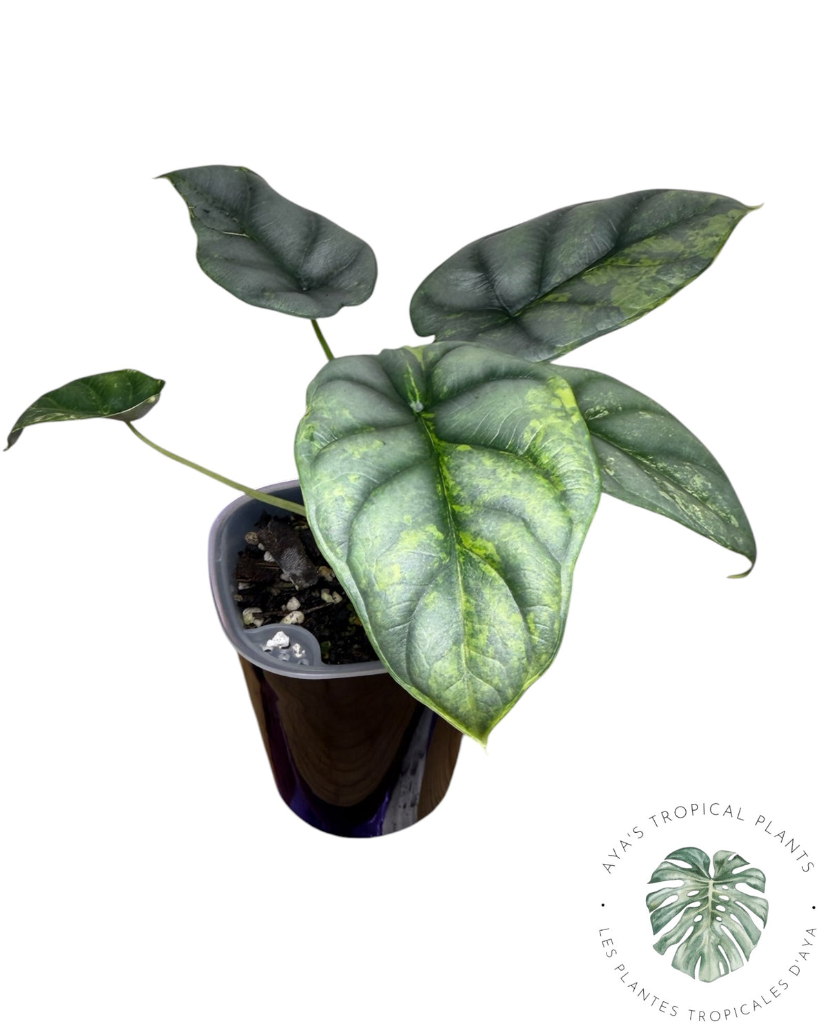 Alocasia Silver Dragon Aurea Variegated