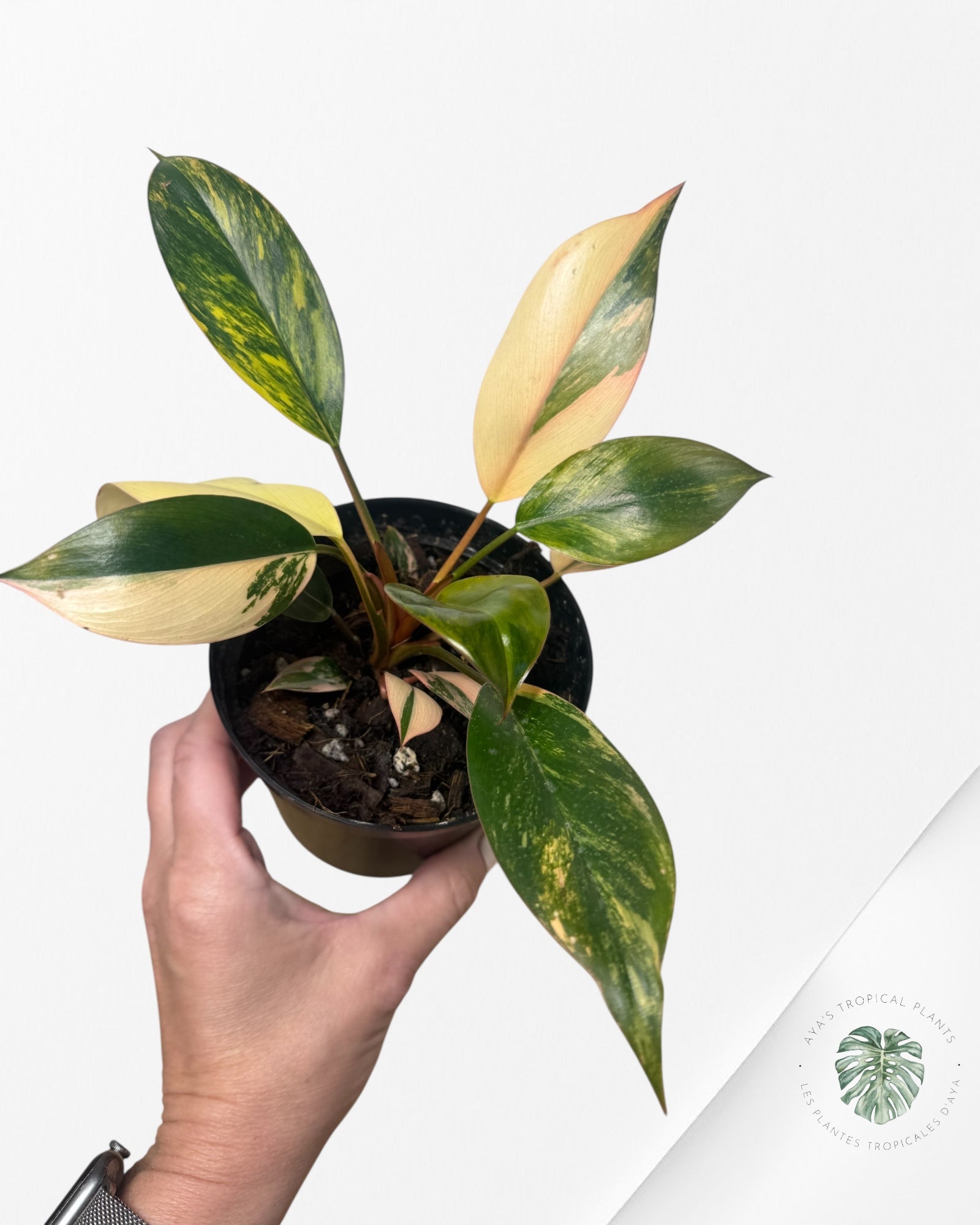 Philodendron 'Red Congo' panaché - F40