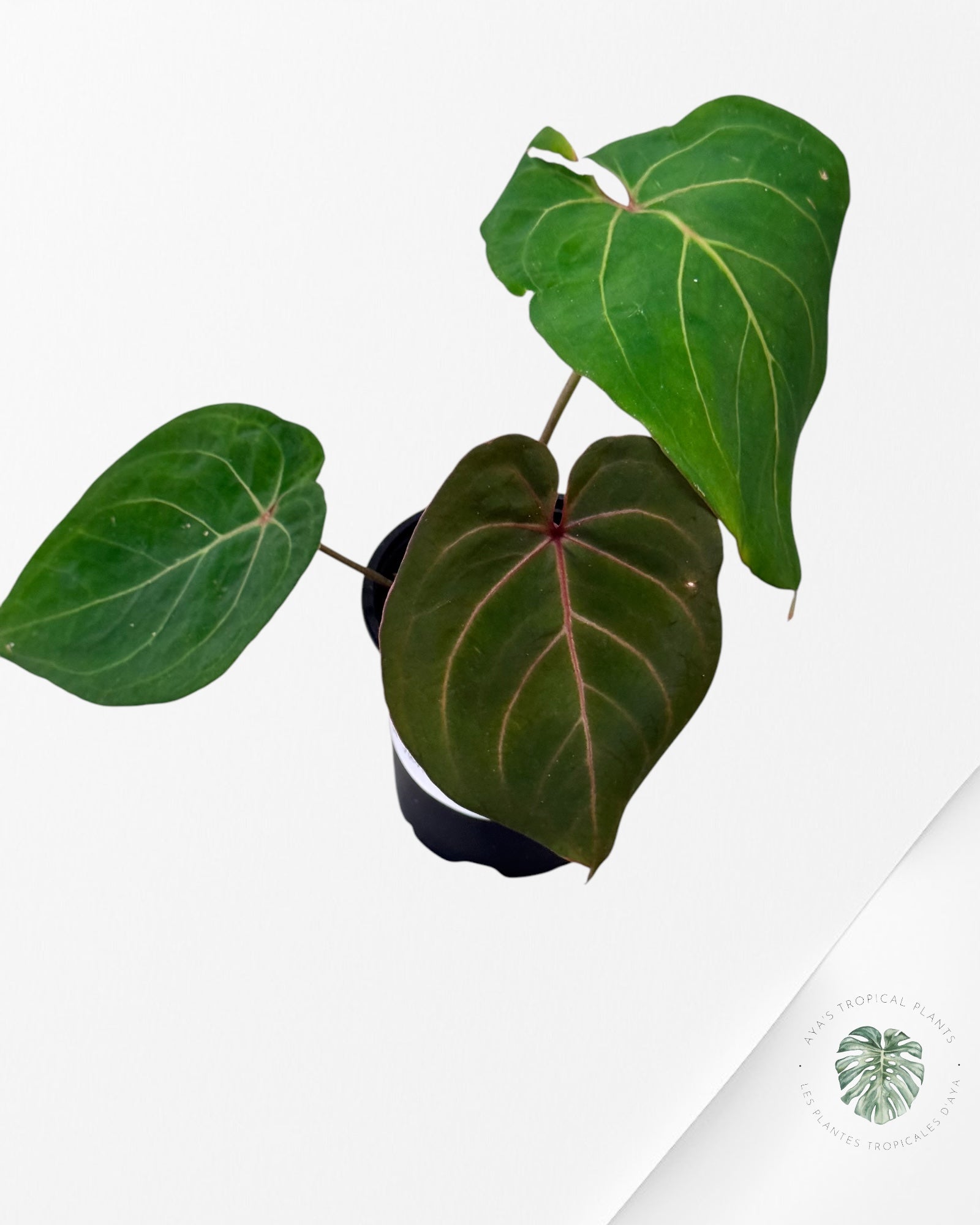 Anthurium Rouge de Java-05